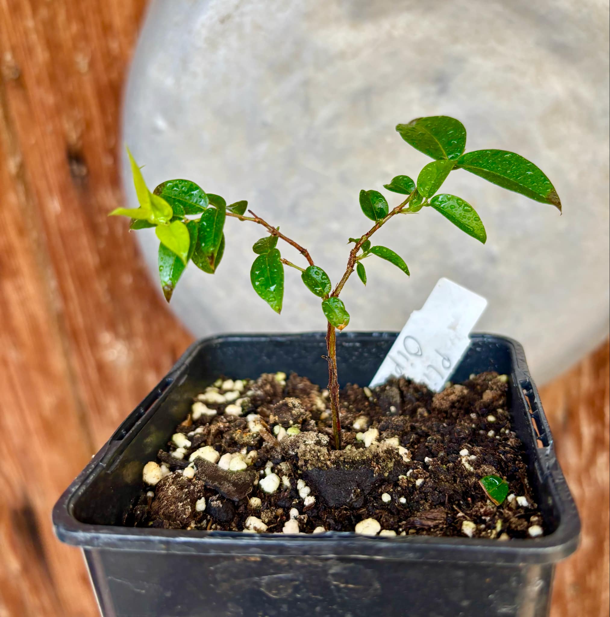 Jaboticaba Oipirinha (Plinia sp) - 1 small potted plant/ 1 kleine, getopfte Pflanze