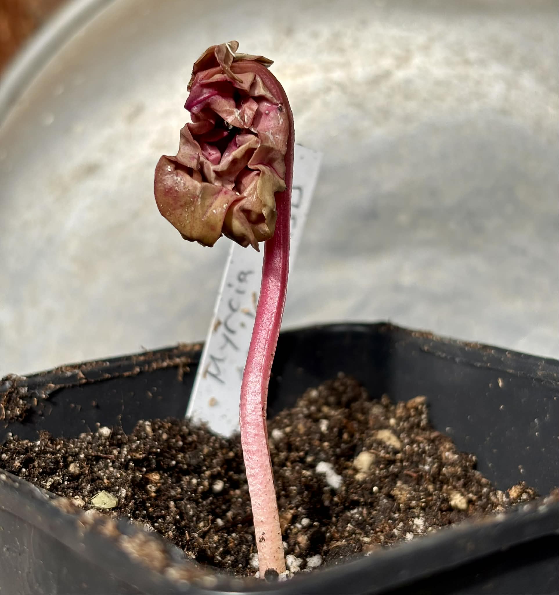 Myrcia sp. Camacaensis - 1 potted plant / 1 getopfte Pflanze