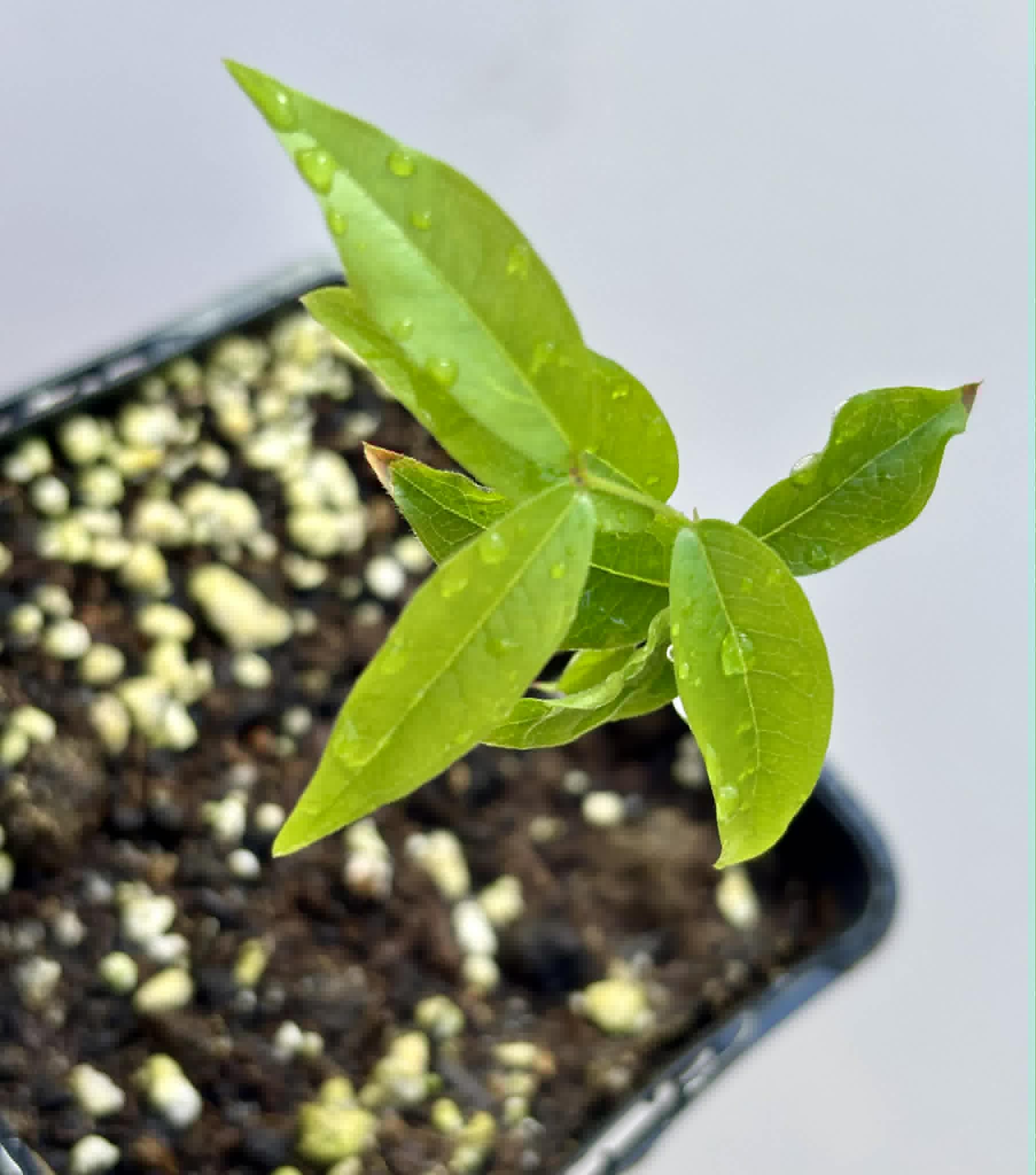 Plinia povedae - 1 potted seedling / 1 getopfter Sämling
