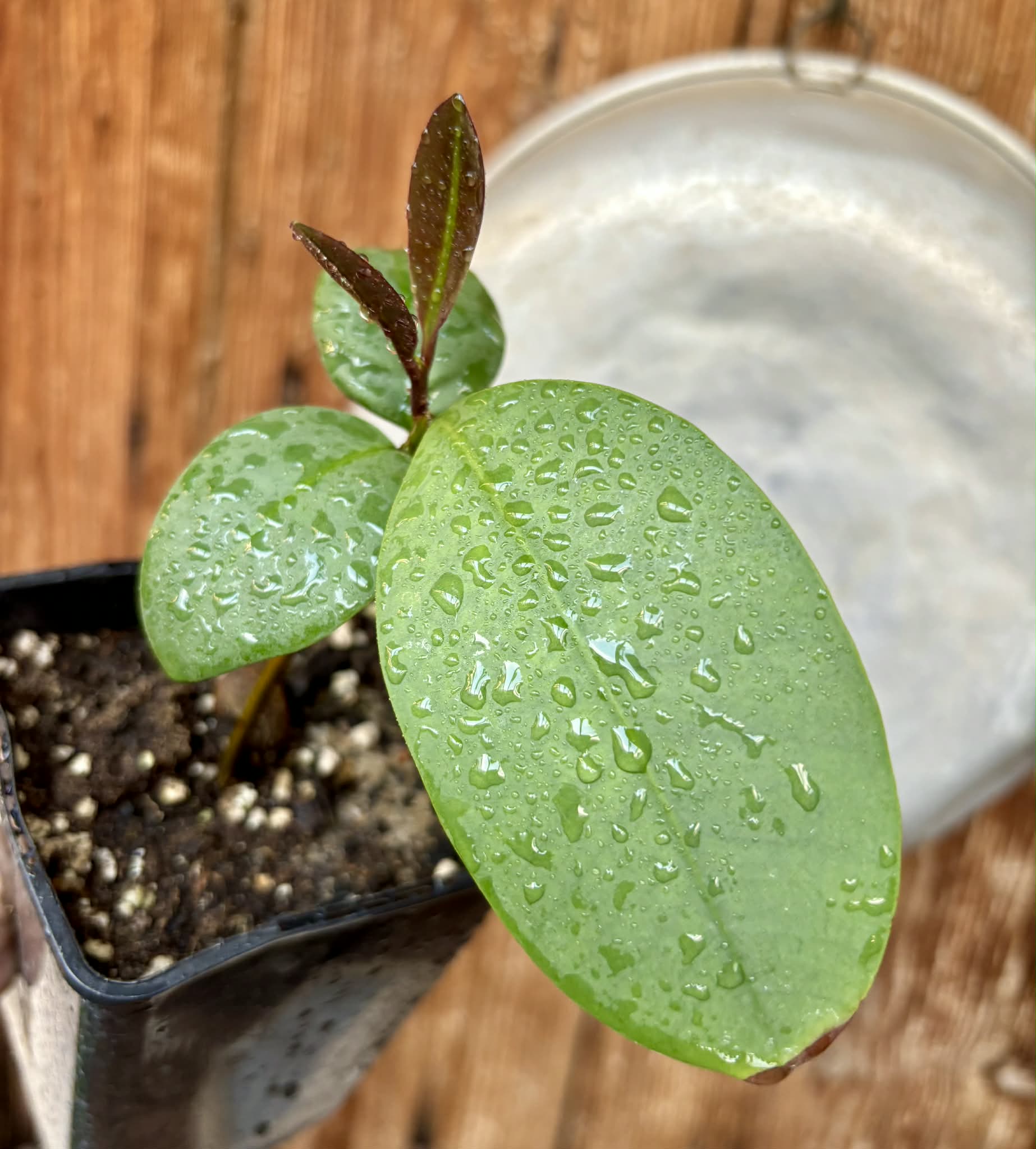 Eugenia sp Unana -  1 potted seedling / 1 getopfter Sämling