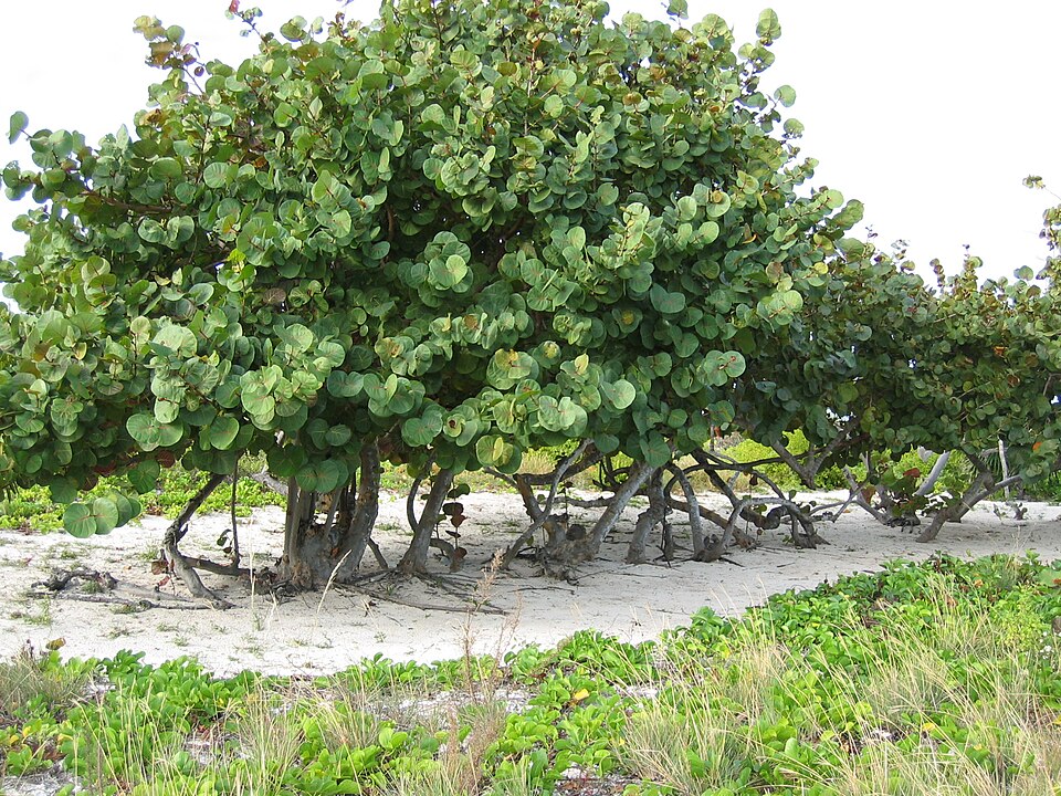 Sea Grape (Coccoloba uvifera)  -  3 fresh seeds / 3 frische Samen