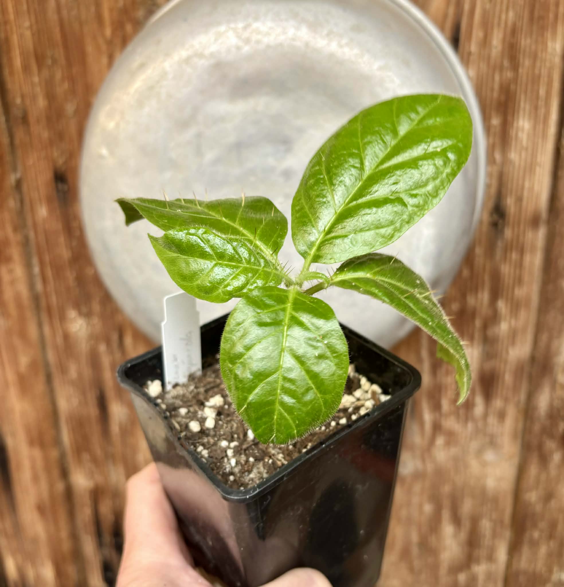 Solanum rumpincola - 1 small potted seedling / 1 kleiner, getopfter Sämling