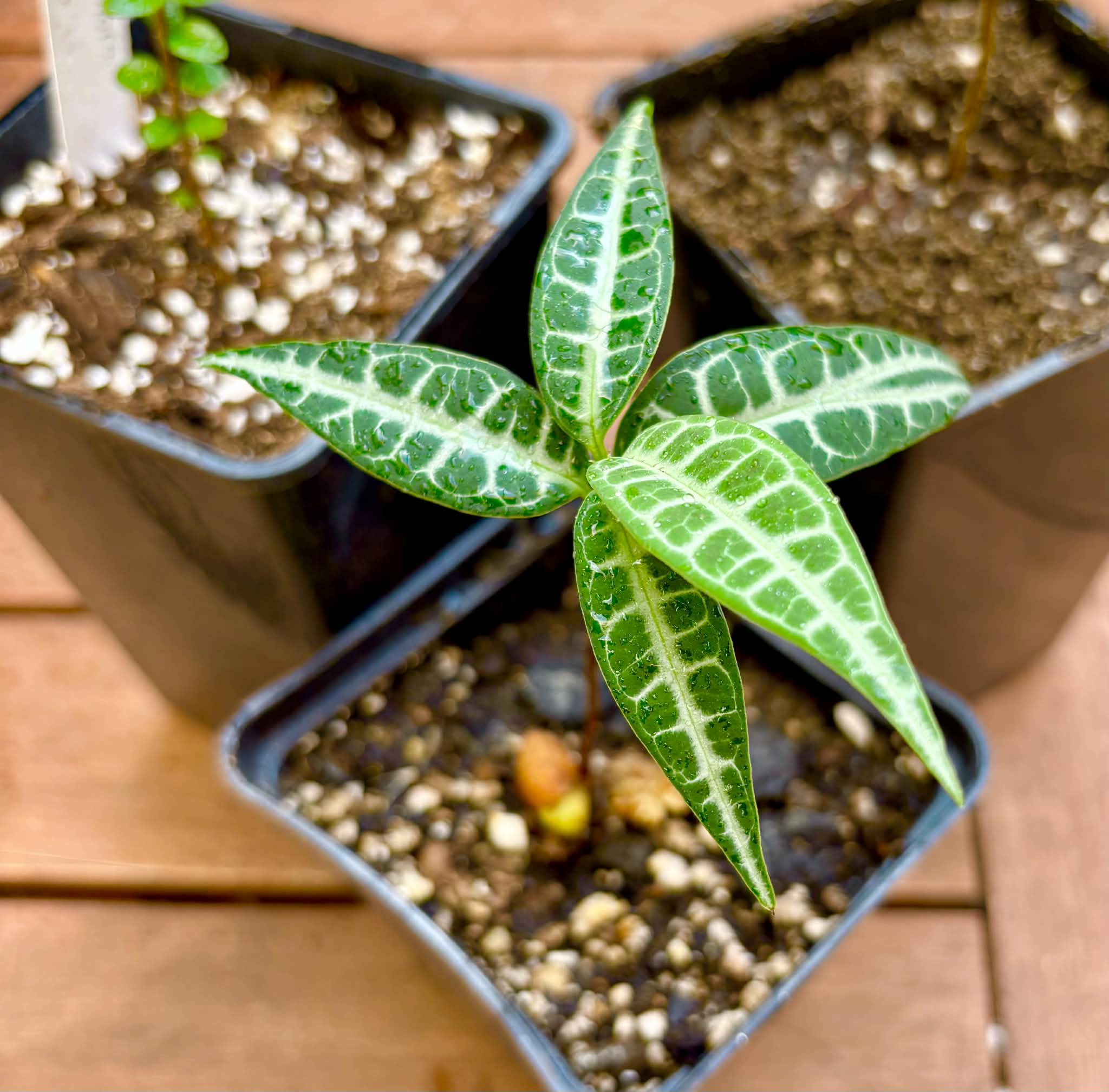 Collection of 3 ultra rare exotic fruit plants -  3 different potted plants / 3 verschiedene, getopfte Pflanzen