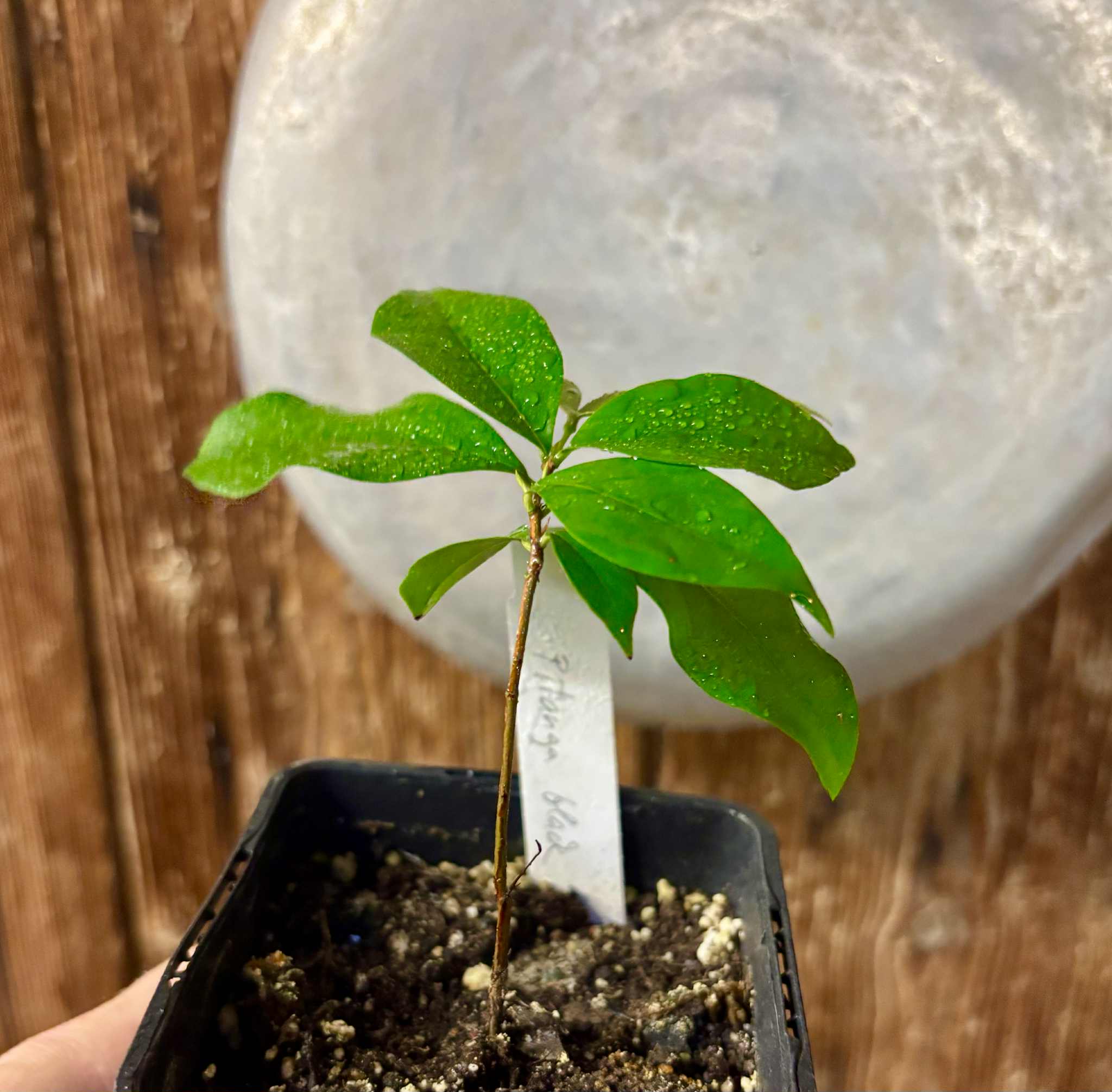 Eugenia uniflora var. black - cultivated variety / 1 potted plant / 1 getopfte Pflanze