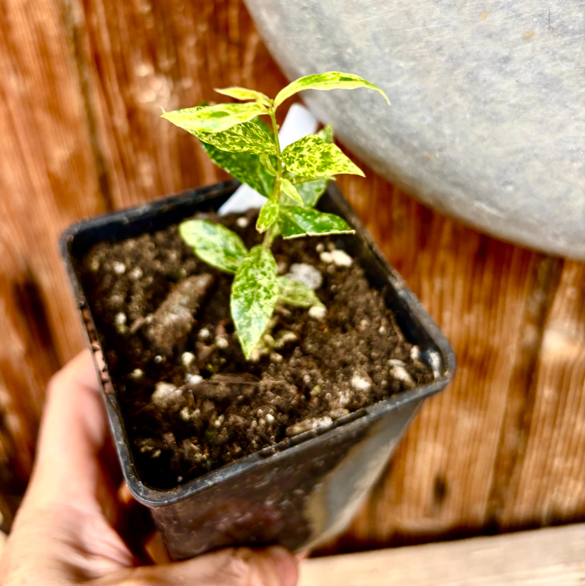 variegated Acerola (Malpighia glabra) rooted cutting - 1 potted rooted cutting / 1 getopfter, bewurzelter Steckling