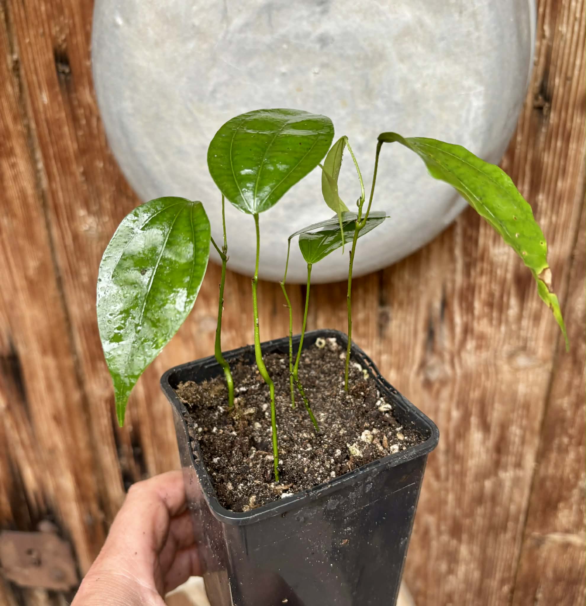 4 seedlings in 1 pot - Pitombinha da Amazonia (Abuta grandifolia) - 1 potted seedling / 1 getopfter Sämling Kopie