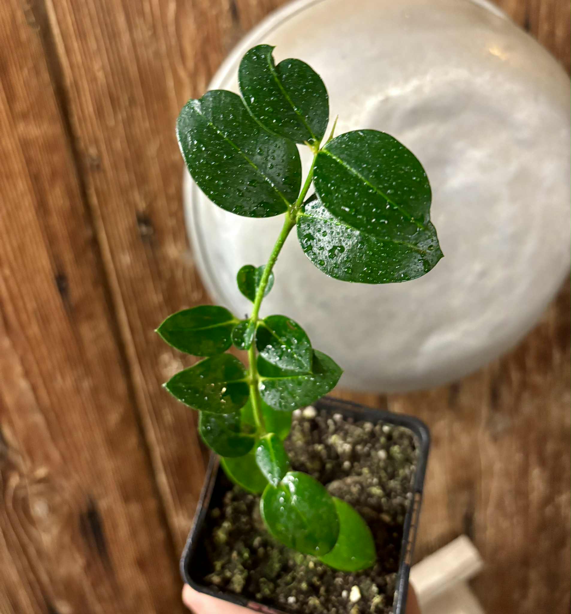 Carissa macrocarpa - Natal Plum - rooted cutting - 1 potted rooted cutting / 1 getopfter, bewurzelter Steckling
