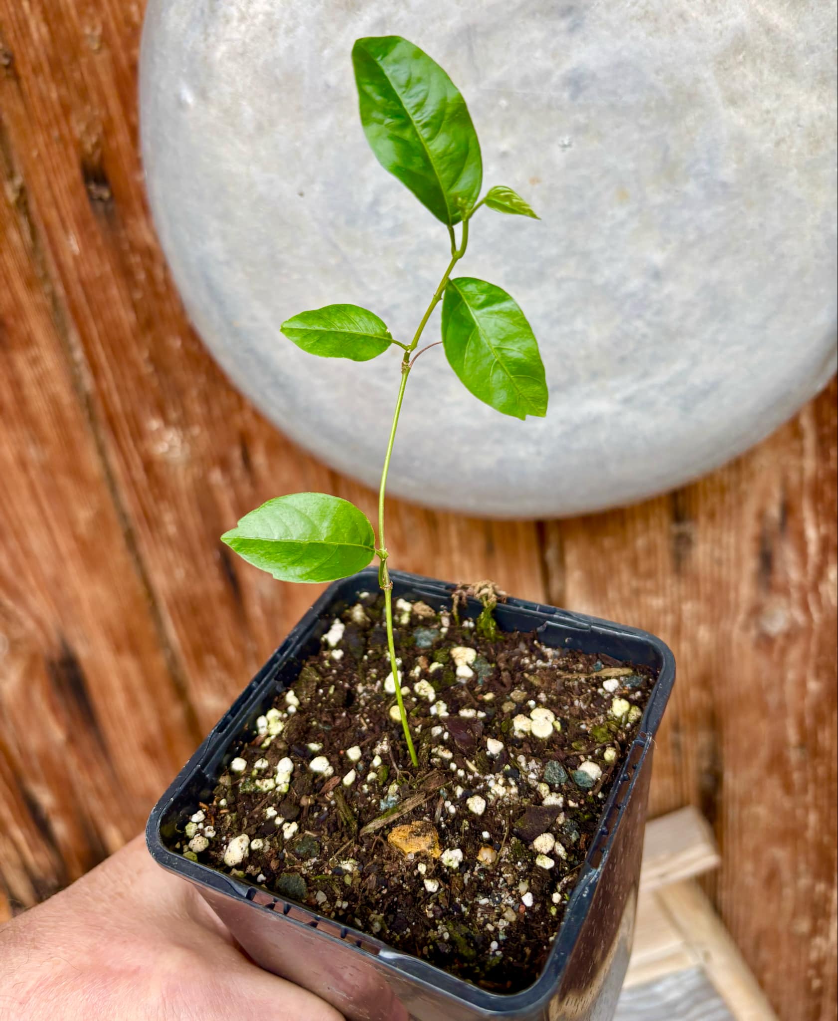 Guaraná (Paullinia cupana) - 1 small potted seedling / 1 kleiner, getopfter Sämling