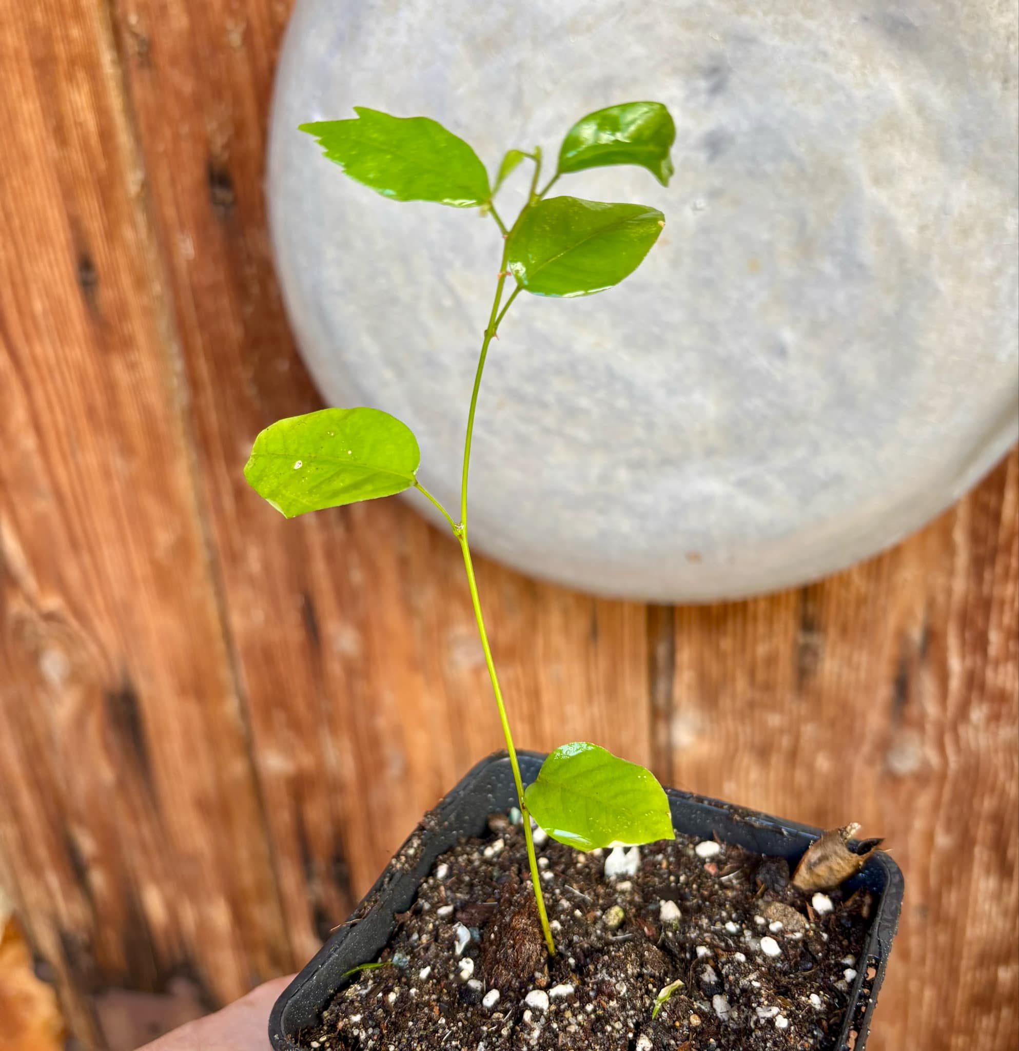 Guaraná (Paullinia cupana) - 1 small potted seedling / 1 kleiner, getopfter Sämling