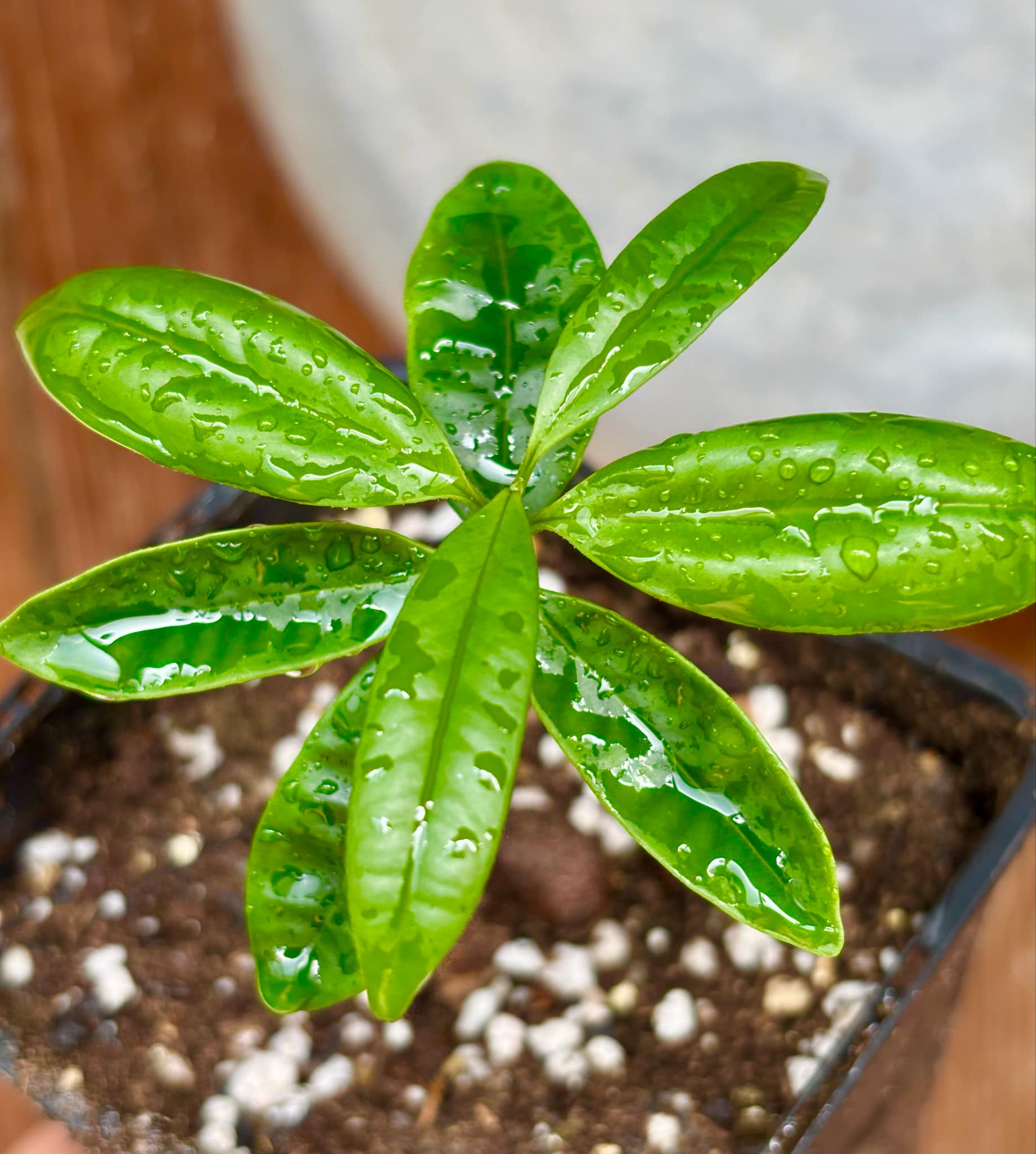 Eugenia cerasiflora - 1 potted plant - 1 getopfte Pflanze Eugenia cerasiflora - 1 potted plant - 1 getopfte Pflanze