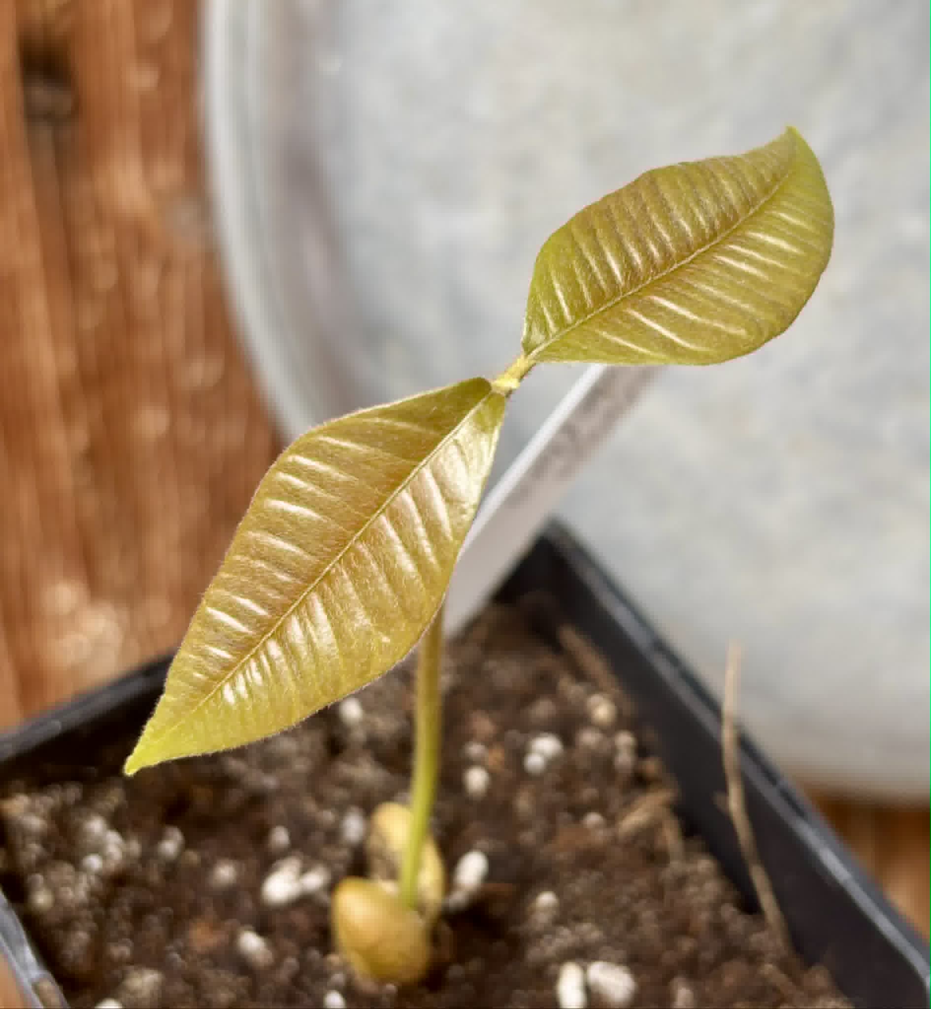 Ecclinusa ramiflora -  1 potted seedling / 1 getopfter Sämling