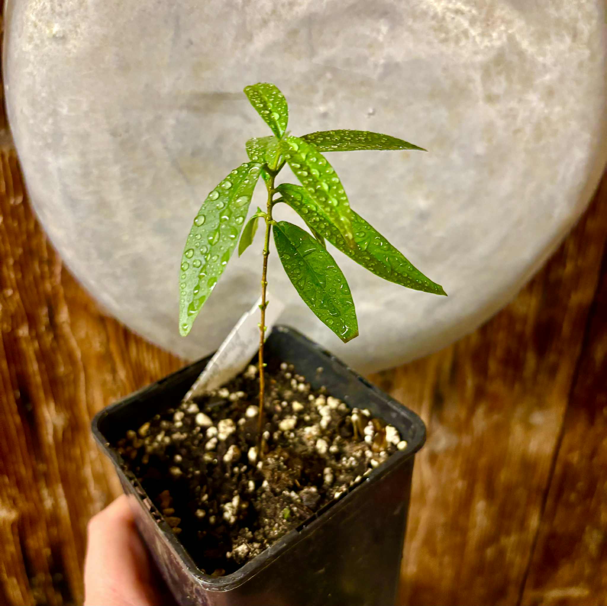 Eugenia pruniformis - Ameixa da Preta - 1 potted plant / 1 getopfte Pflanze