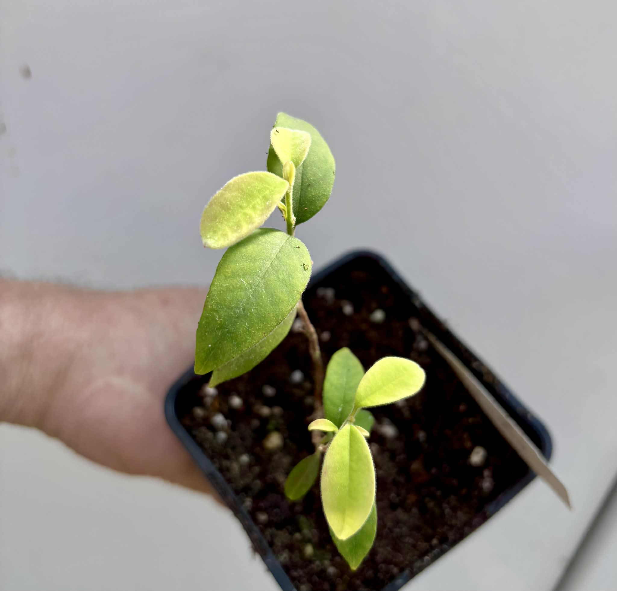 Eugenia oblongata - 1 potted plant / 1 getopfte Pflanze