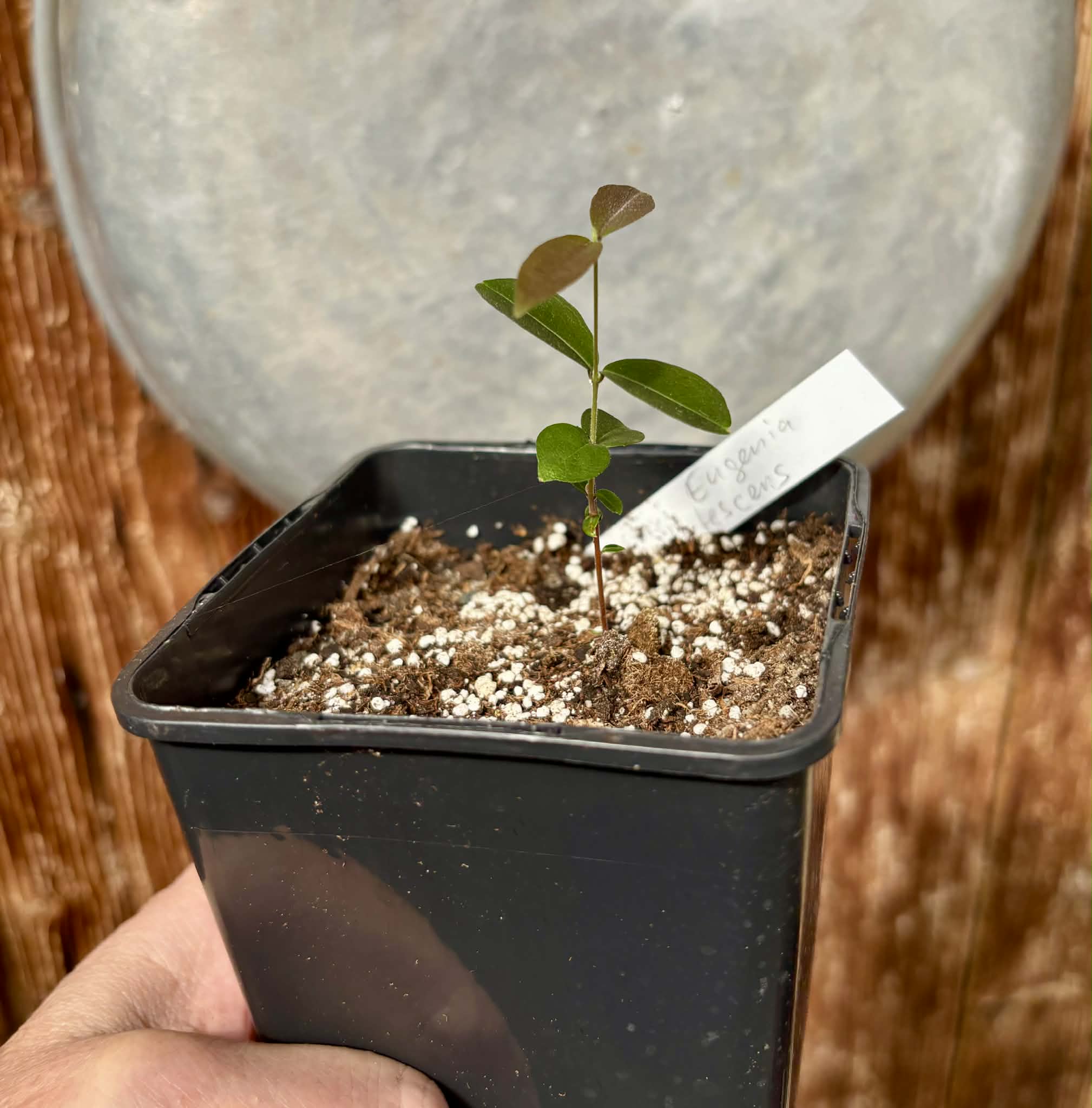 Uvaia do Campo - Eugenia lutescens -  1 potted seedling / 1 getopfter Sämling