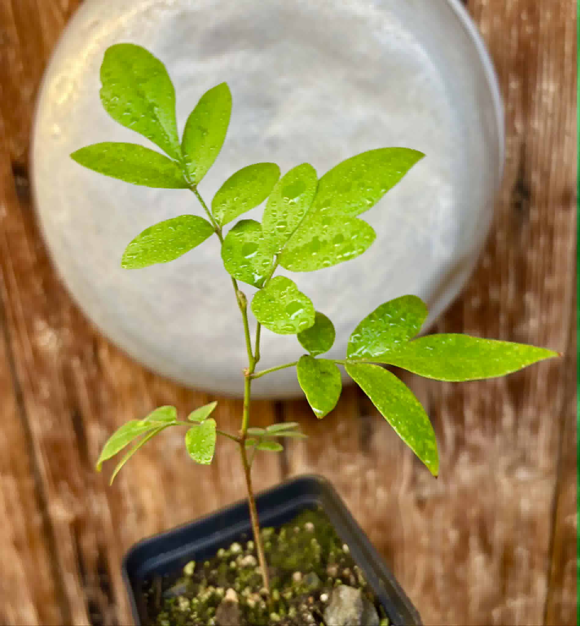 Guarana Samambaia (Paullinia rhomboidea) - 1 potted plant / 1 getopfte Pflanze