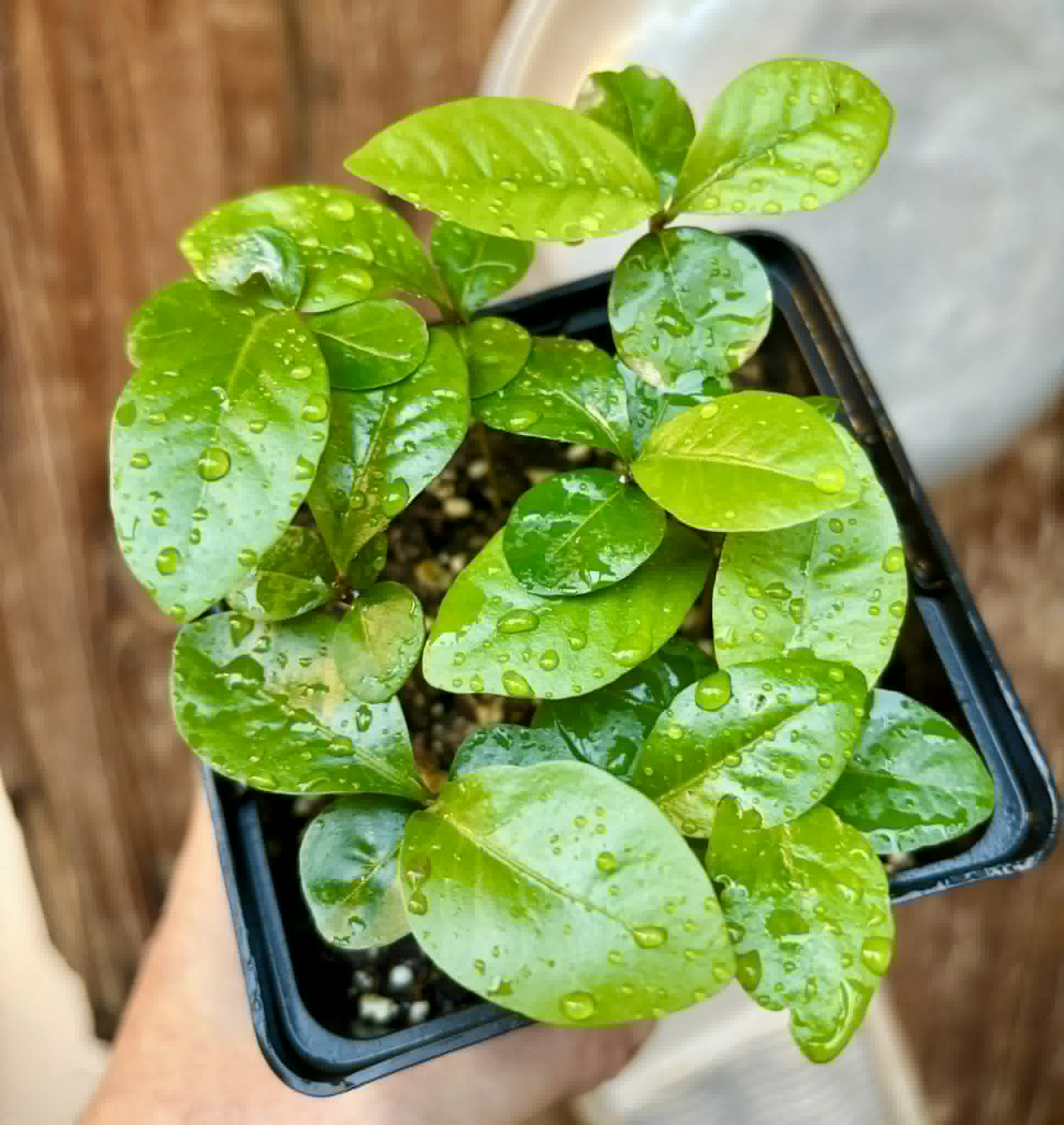9 in 1 pot - Glycosmis pentaphylla - Orangeberry -  9 potted seedlings in one pot / 9 getopfte Sämlinge in einem Topf