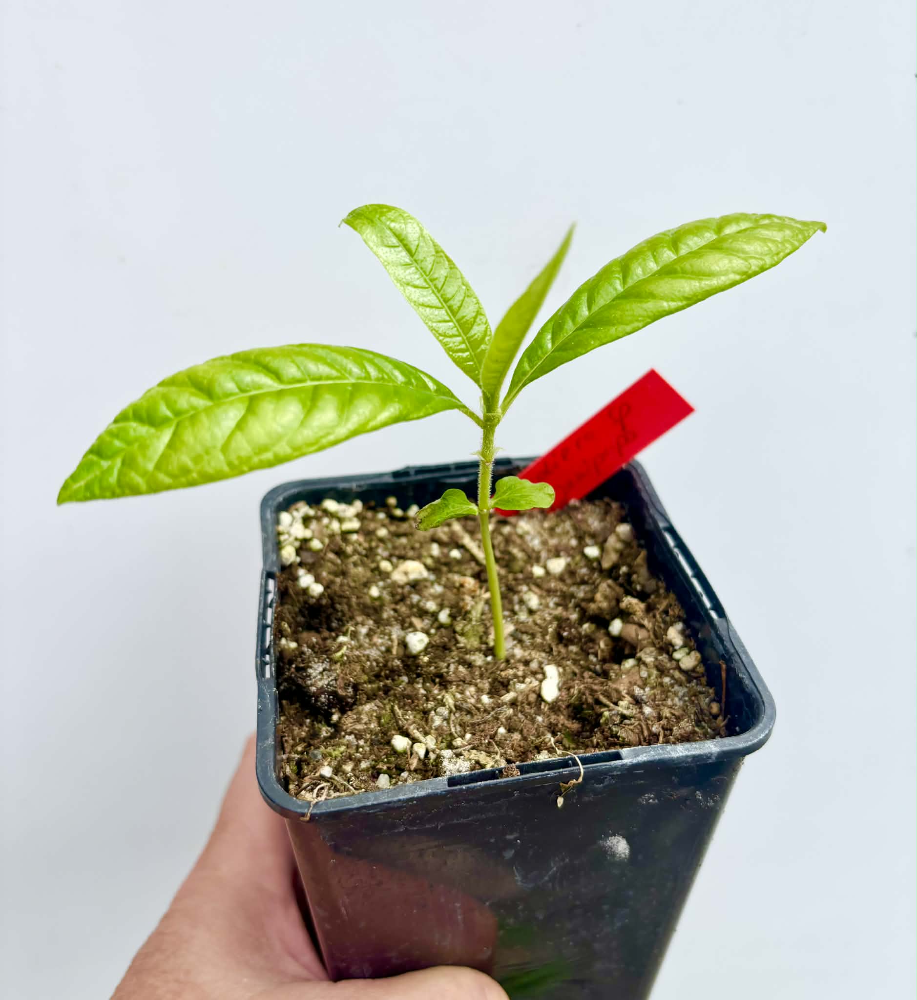Cordiera sp Jenipapo - 1 potted seedling / 1 getopfter Sämling