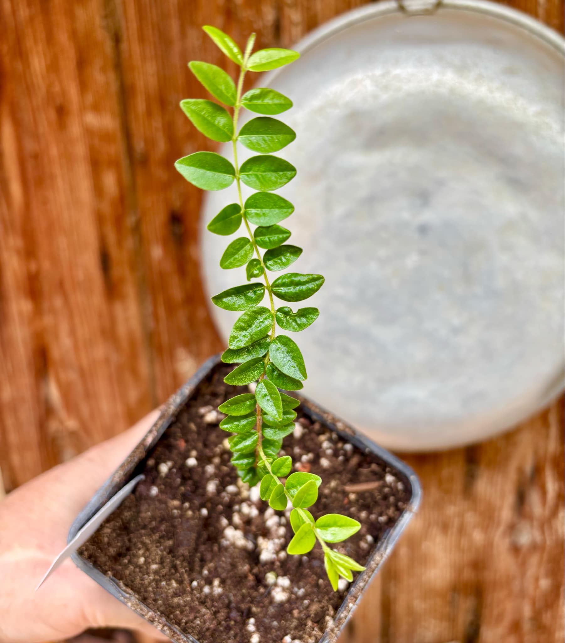 Myrciaria sp Pastora Nr. 3 - 1 potted seedling / 1 getopfter Sämling
