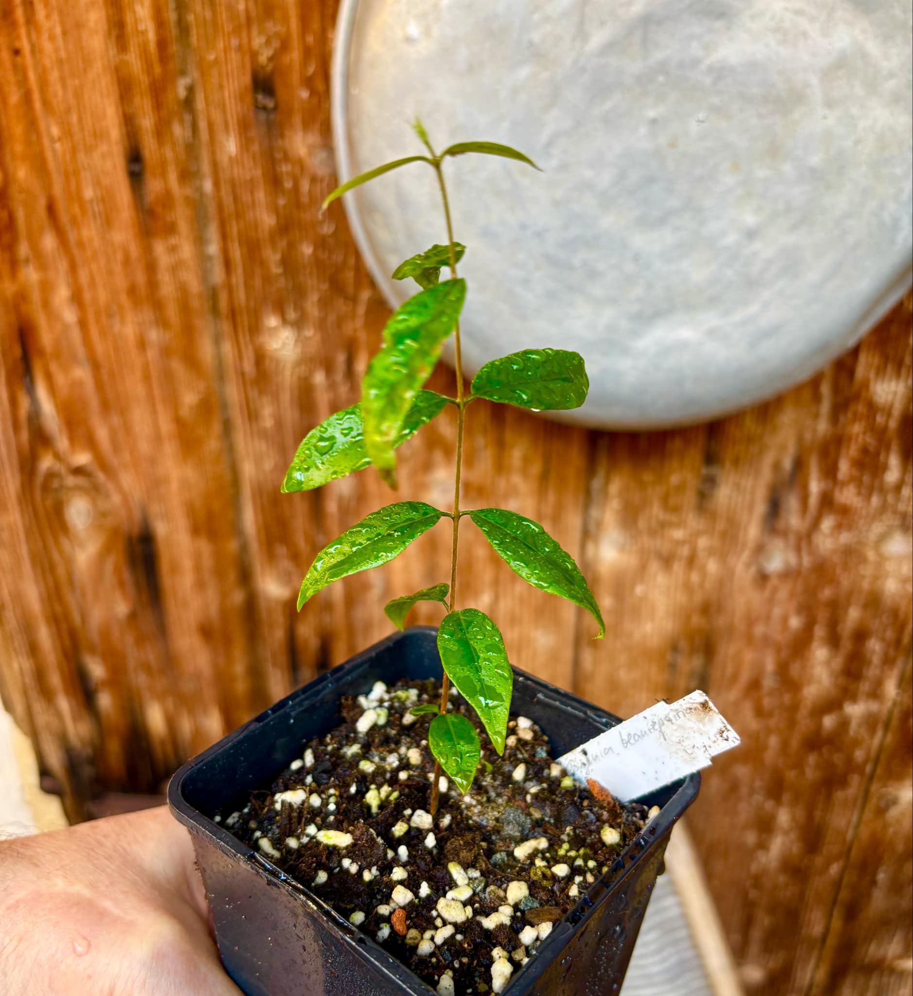 Uvaia do Visconde (Eugenia beaurepairiana) - 1 small potted seedling / 1 kleiner, getopfter Sämling