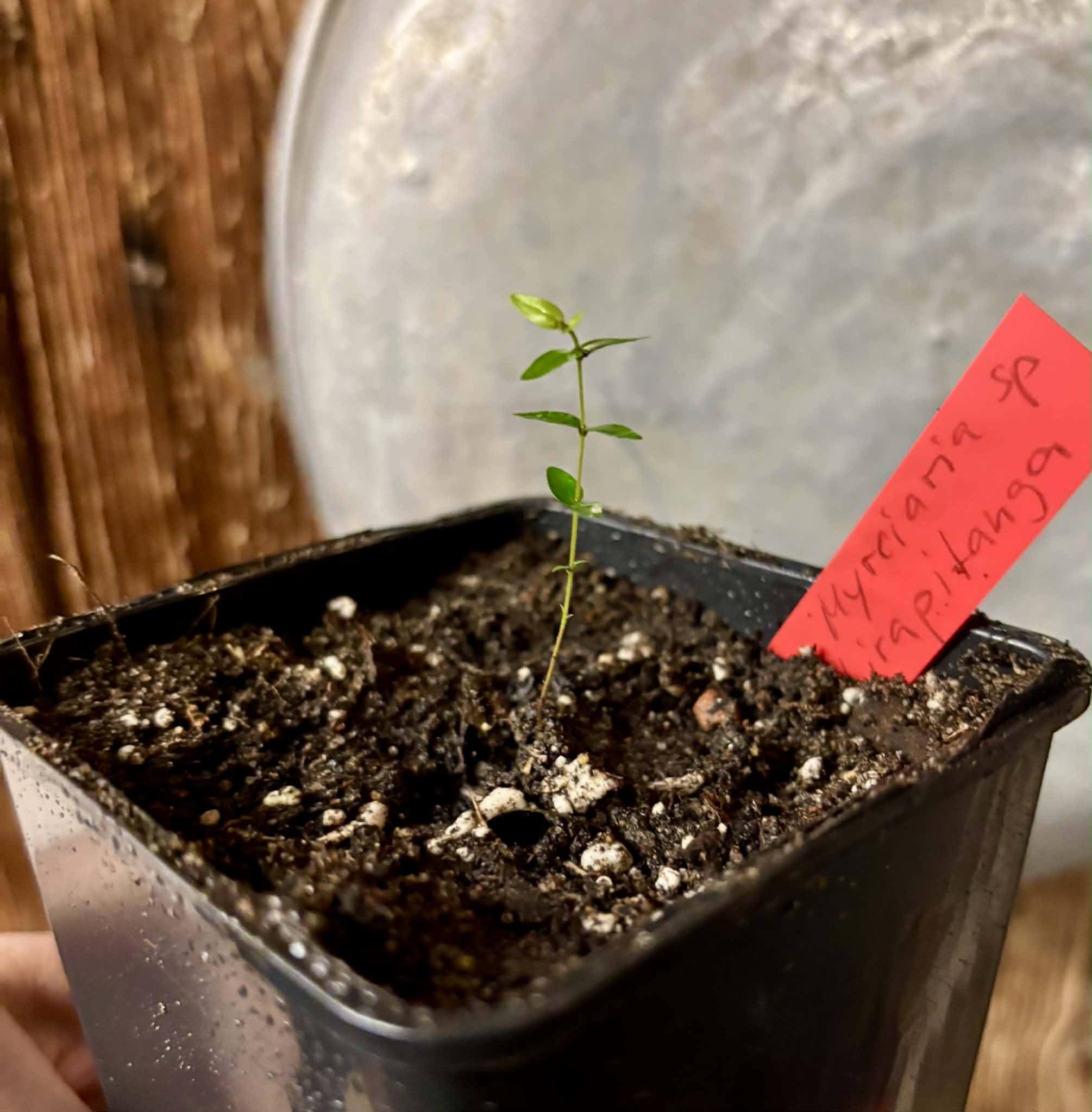 Myrciaria sp Ibirapitanga -  1 potted seedling / 1 getopfter Sämling