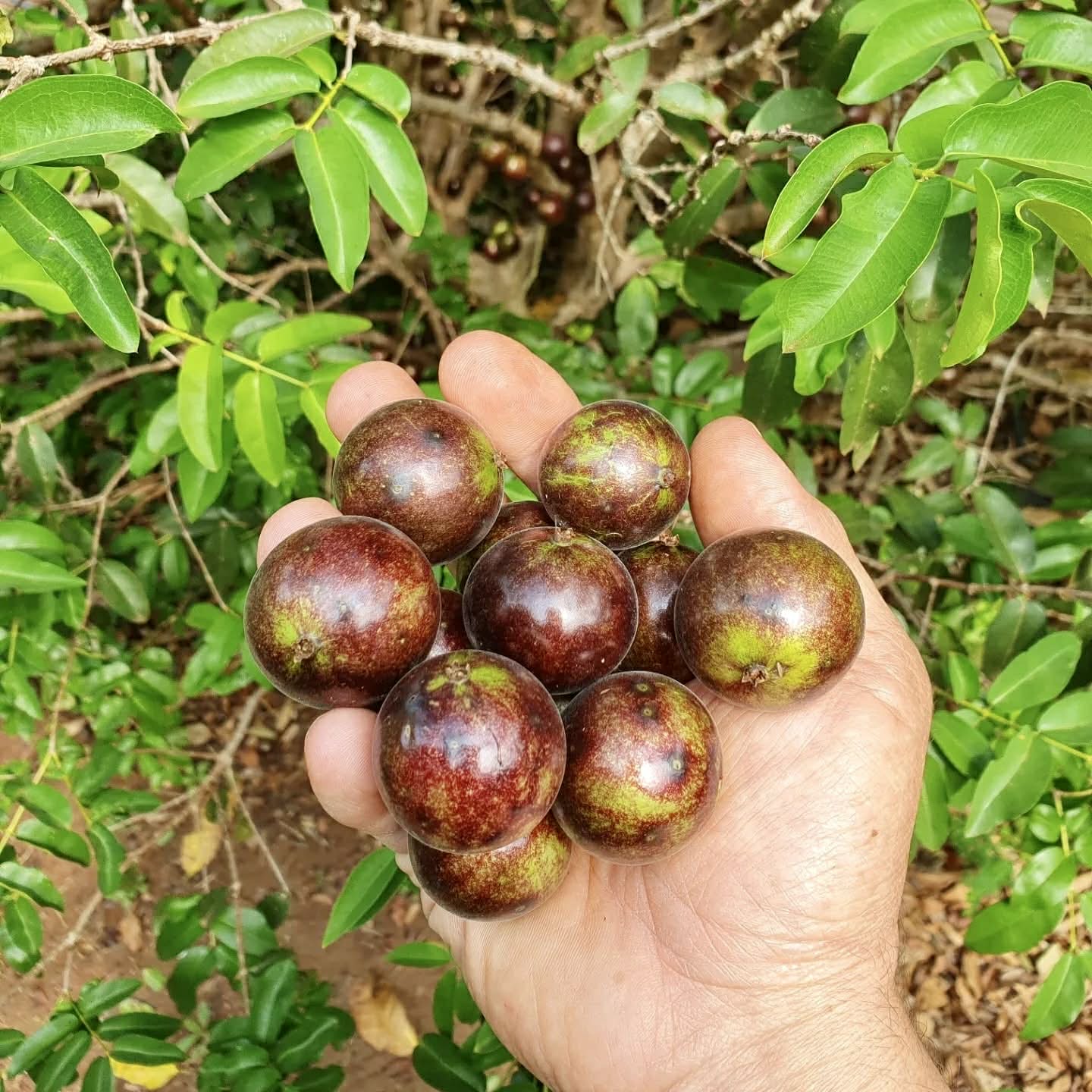 Jabuticaba Peluda-de-Alagoas (Plinia sp Grimal) -  1 fresh seed / 1 frischer Samen