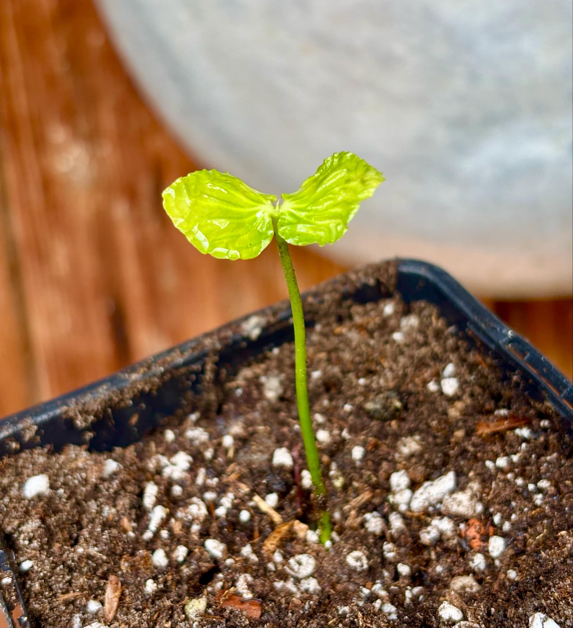 Tringuapa (Geissospermum laeve)  - 1 small potted seedling / 1 kleiner, getopfter Sämling