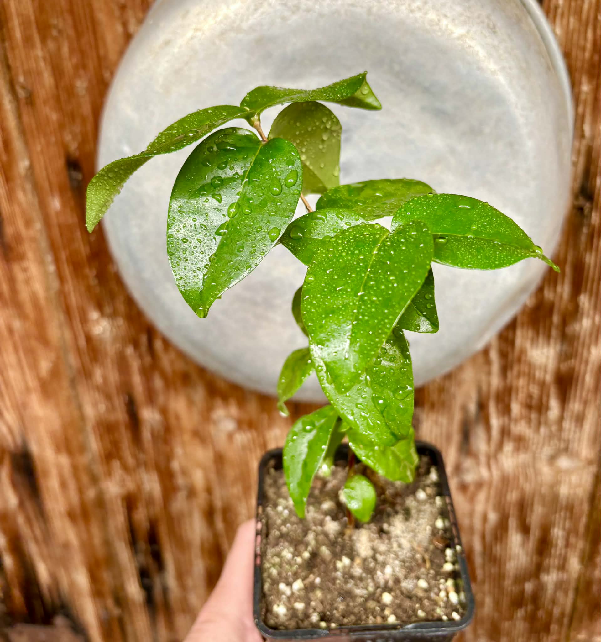 Eugenia uniflora var. Gigante Pitangao  - 1 potted seedling / 1 getopfter Sämling
