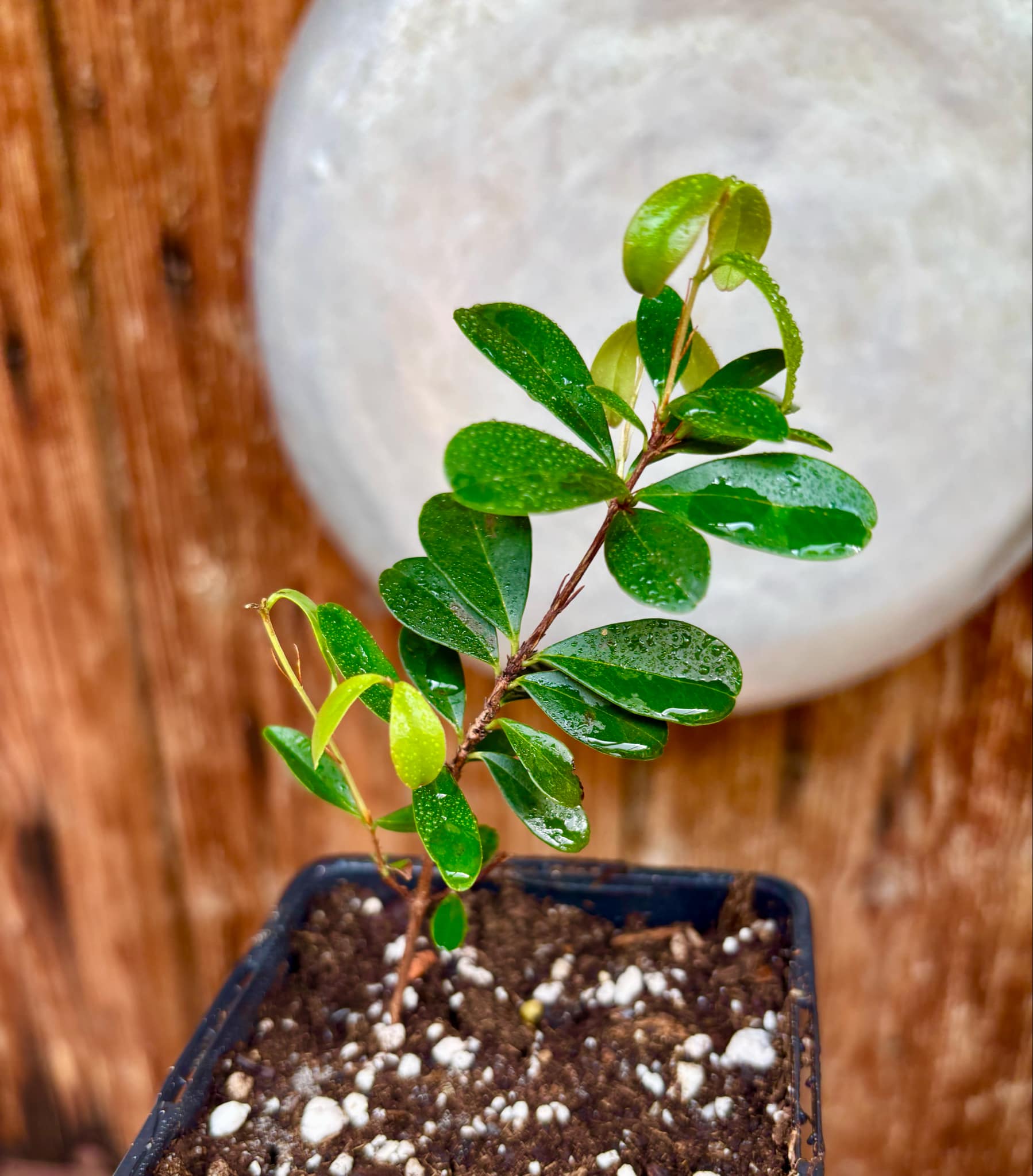 2 years old - Eugenia ligustrina var. black - 1 potted plant / 1 getopfte Pflanze