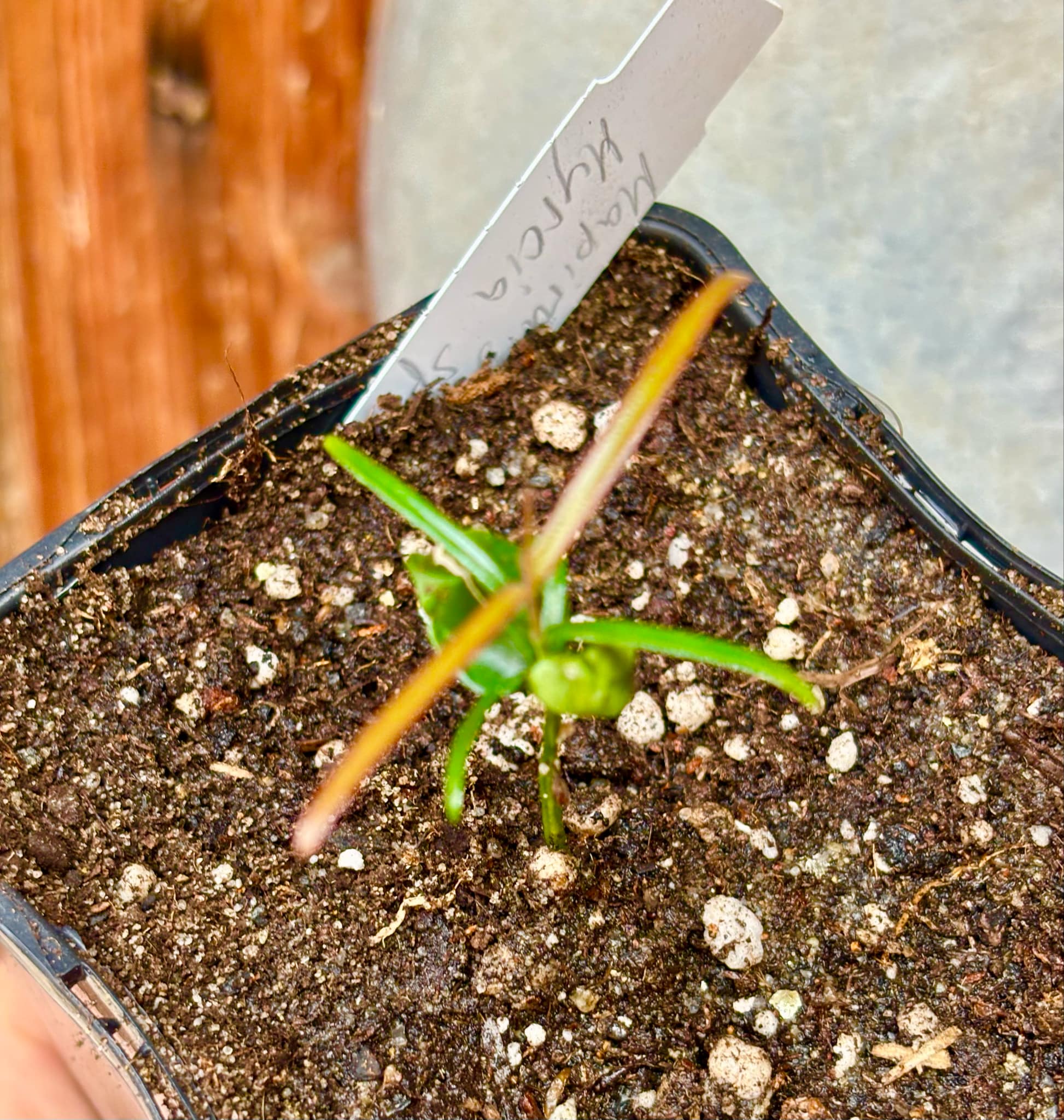 Mapirunga (Myrcia sp.) - 1 small potted seedling / 1 kleiner, getopfter Sämling Mapirunga (Myrcia sp.) - 1 small potted seedling / 1 kleiner, getopfter Sämling