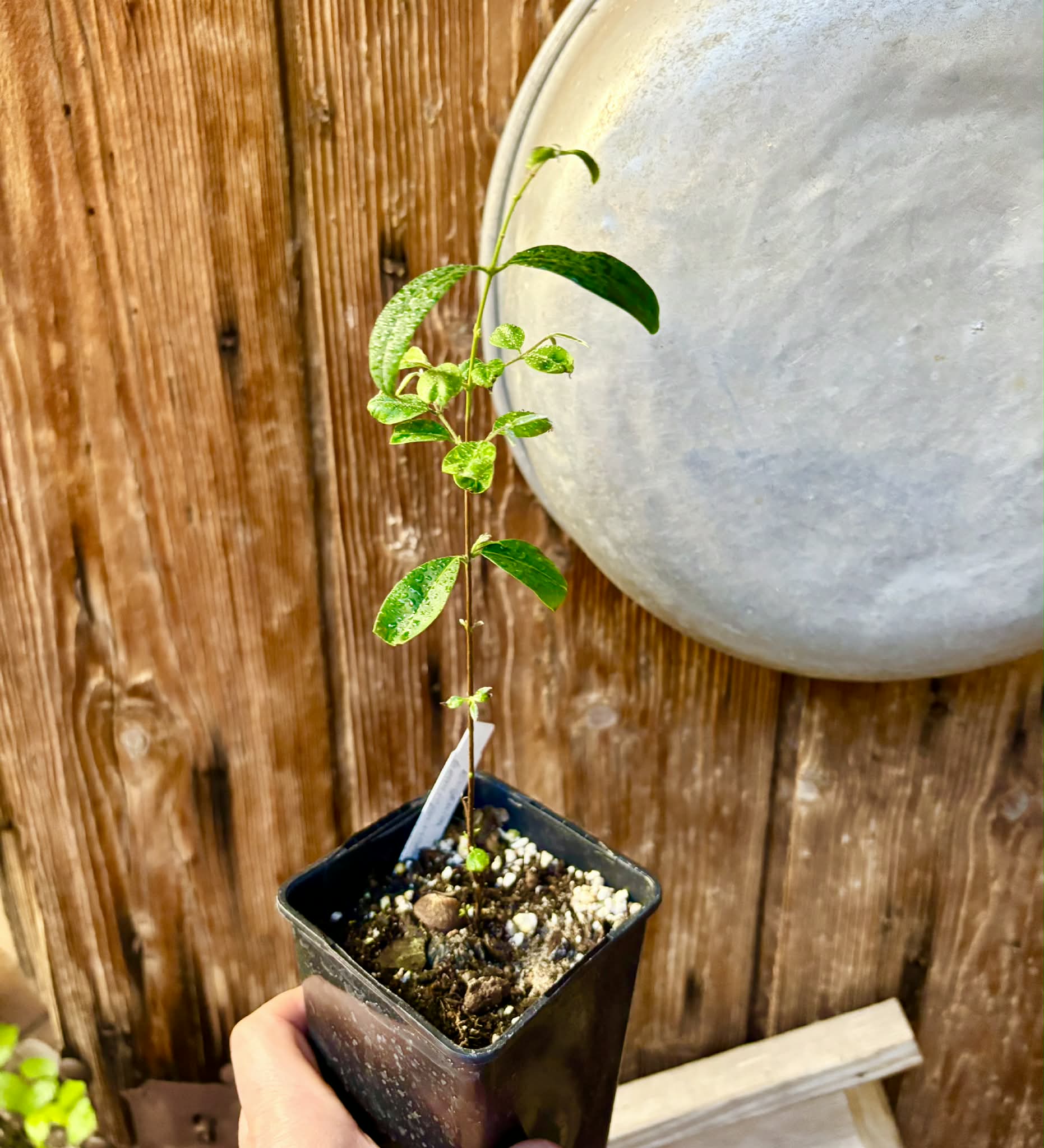 Uvaia do Visconde (Eugenia beaurepairiana) - potted seedling / 1 getopfter Sämling