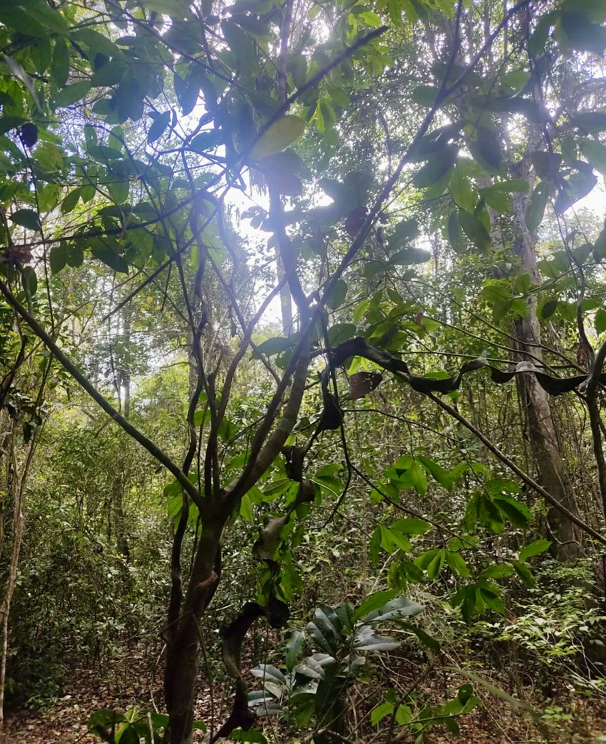 Chrysophyllum gonocarpum var. Ana Floresta seca  -  1 fresh seed / 1 frischer Samen