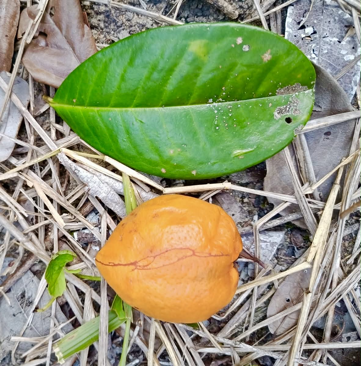 Eugenia sp Plinioides - Rare exotic plant and seeds - Seltene exotische Pflanze und Samen
