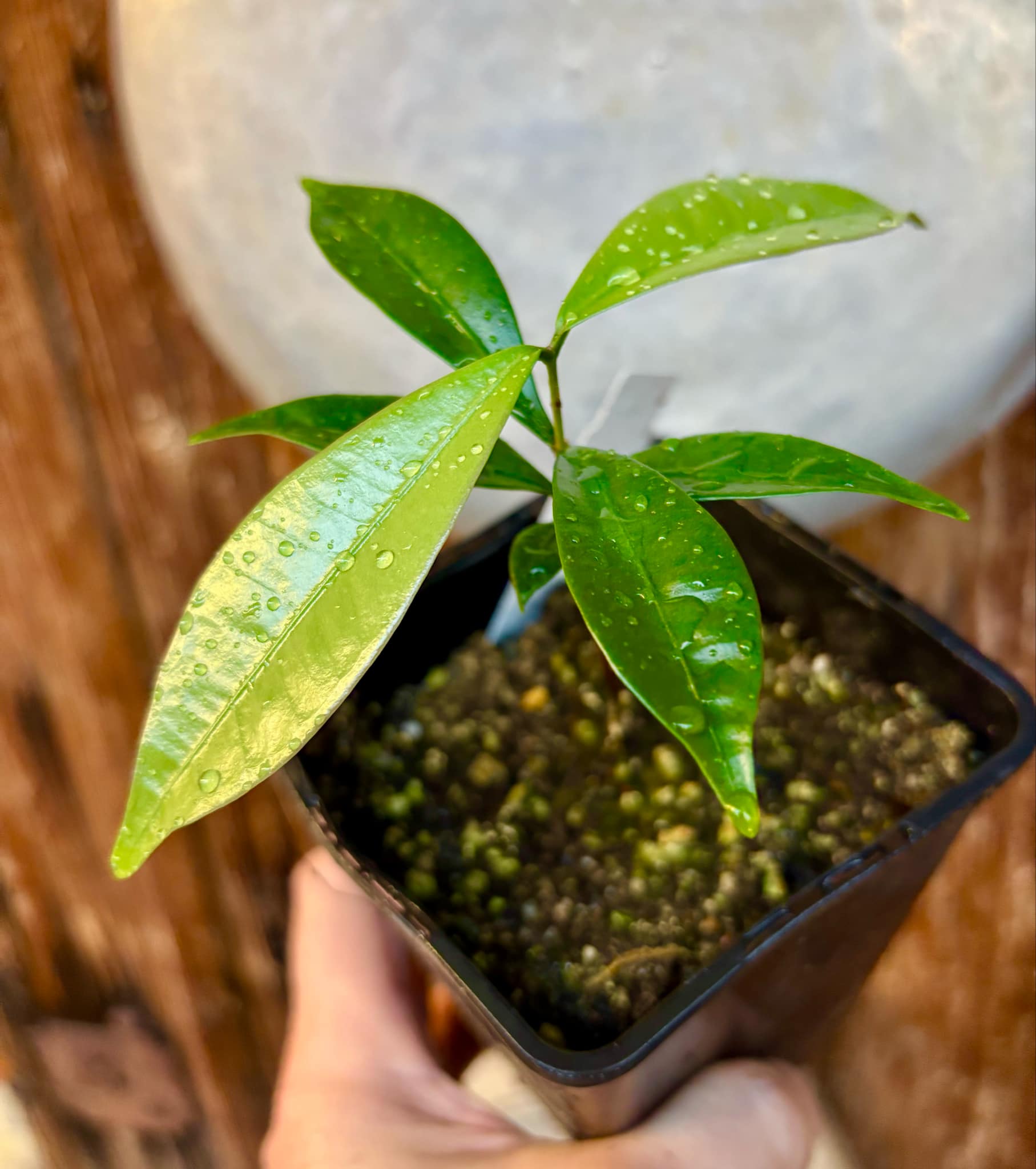 Eugenia astringens - 1 potted plant / 1 getopfte Pflanze