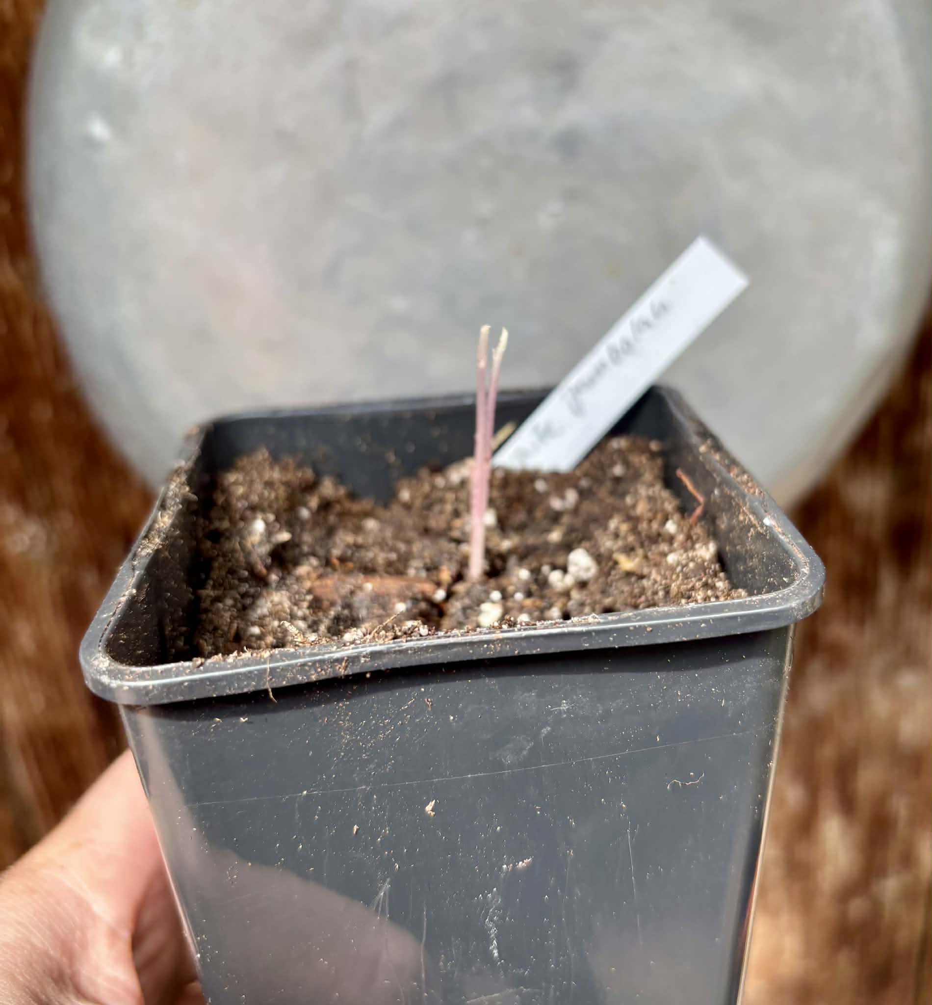 Syzygium cumini var. alba  (White Jambolan) - 1 potted seedling / 1 getopfter Sämling