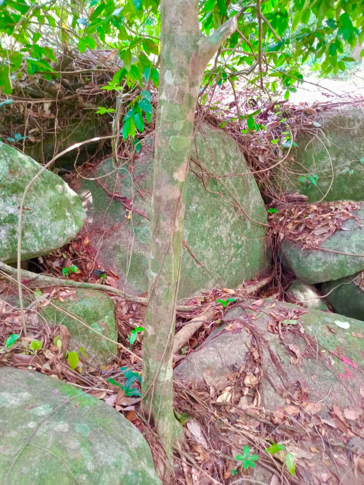Syzygium sp Khao Luang - 1 fresh seed / 1 frischer Samen
