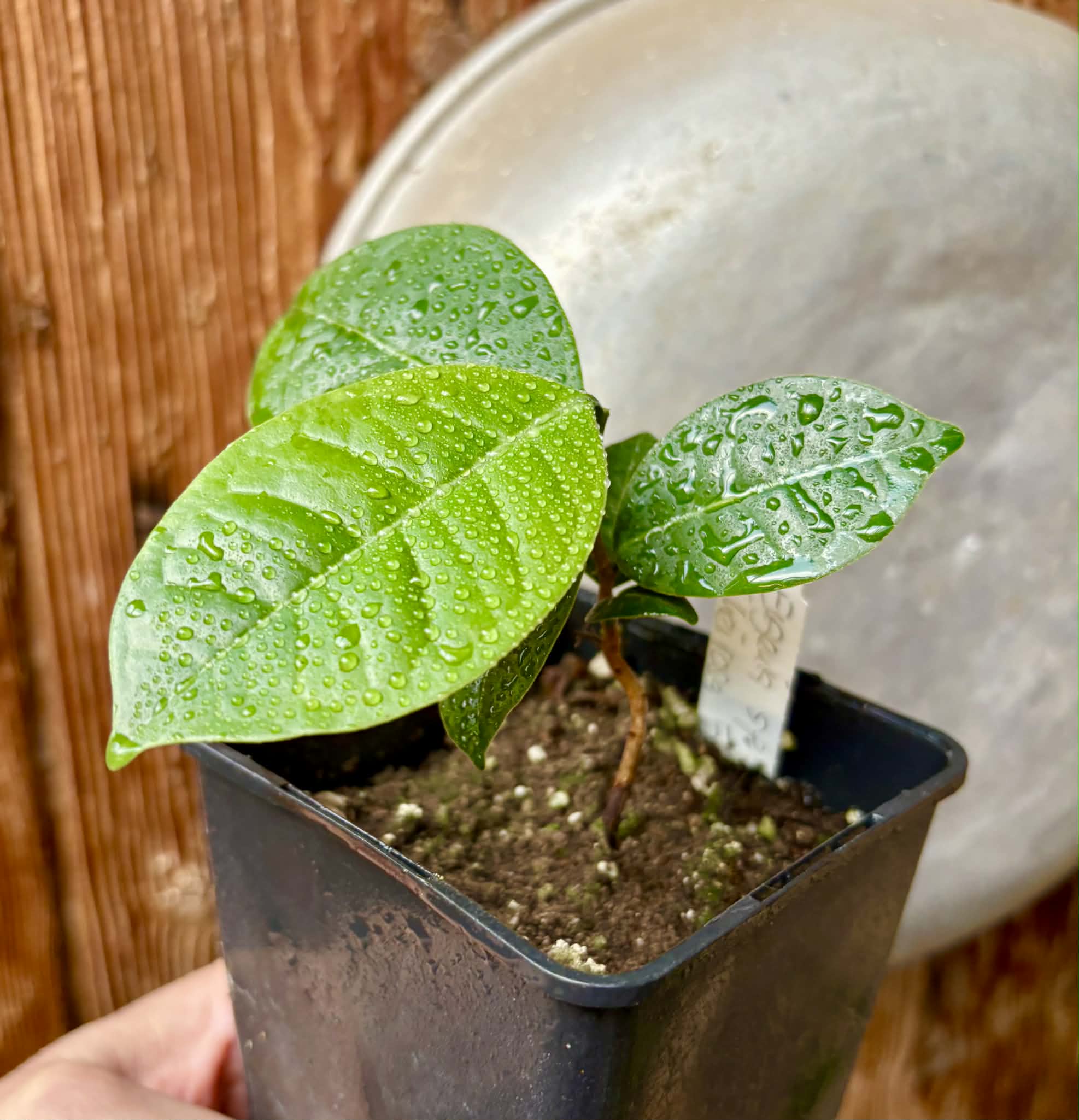Eugenia sp Cheirosa Fruto Passado - 1 potted seedling / 1 getopfter Sämling