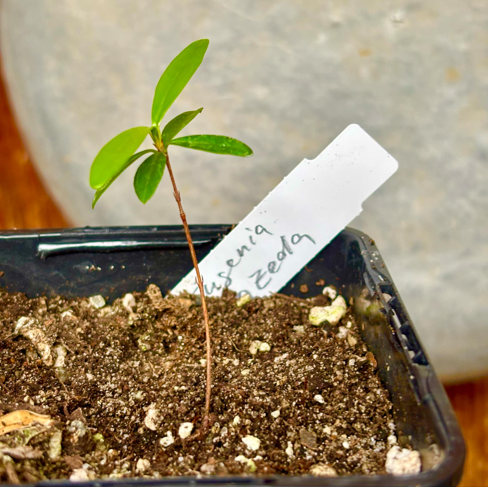 Eugenia azeda - 1 small potted seedlig / 1 kleiner, getopfter Sämling Eugenia azeda - 1 small potted seedlig / 1 kleiner, getopfter Sämling