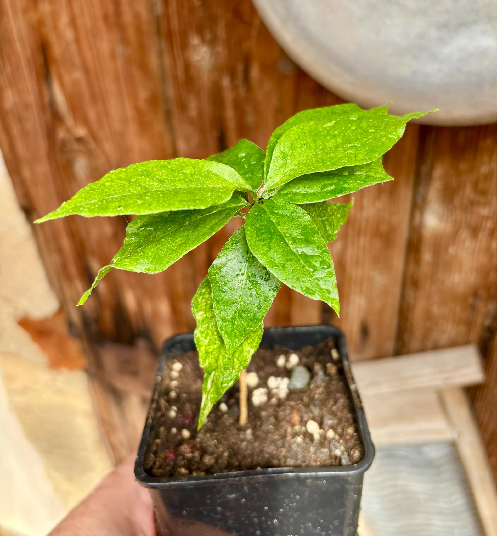 Peanutbutter Fruit (Bunchosia glandulifera) - 1 potted plant / 1 getopfte Pflanze