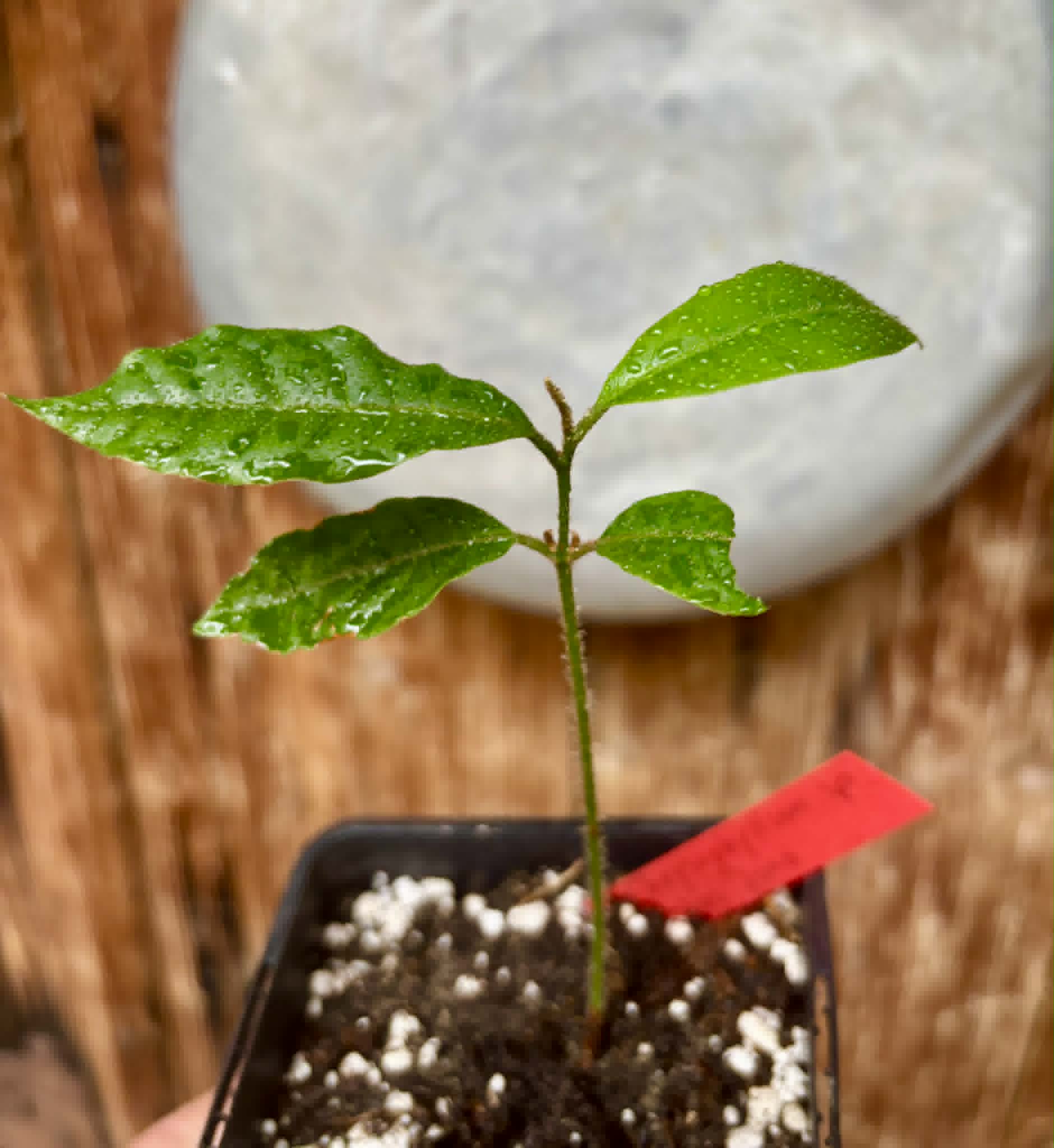 last plant - Goiapeba - Chrysophyllum sp Sao Joao - 1 potted seedling / 1 getopfter Sämling