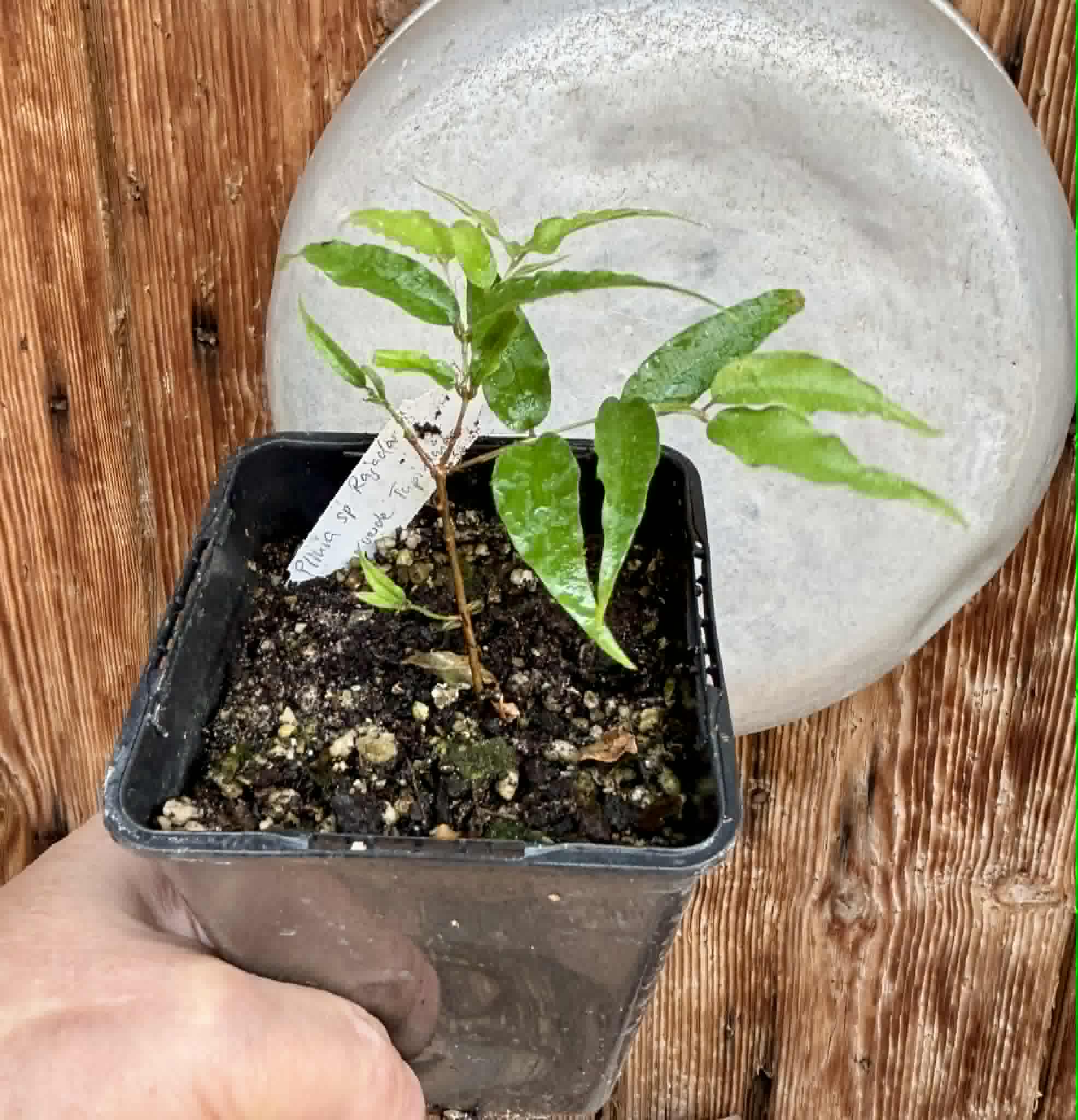 Plinia sp Rajada Cabo longo verde Tupinamba - Jaboticaba -  1 potted seedling / 1 getopfter Sämling