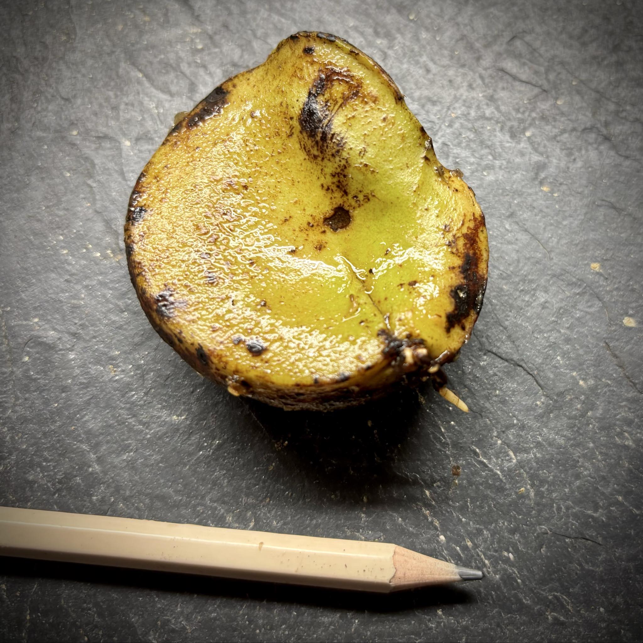 Plinia rara var. WHITE -  1 germinated seed / 1 gekeimter Samen