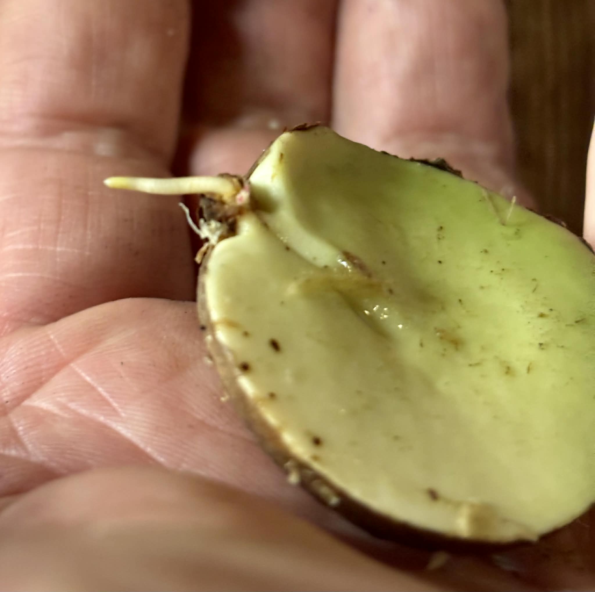 last seed - Plinia sp Sedutora -  1 germinated seed / 1 gekeimter Samen