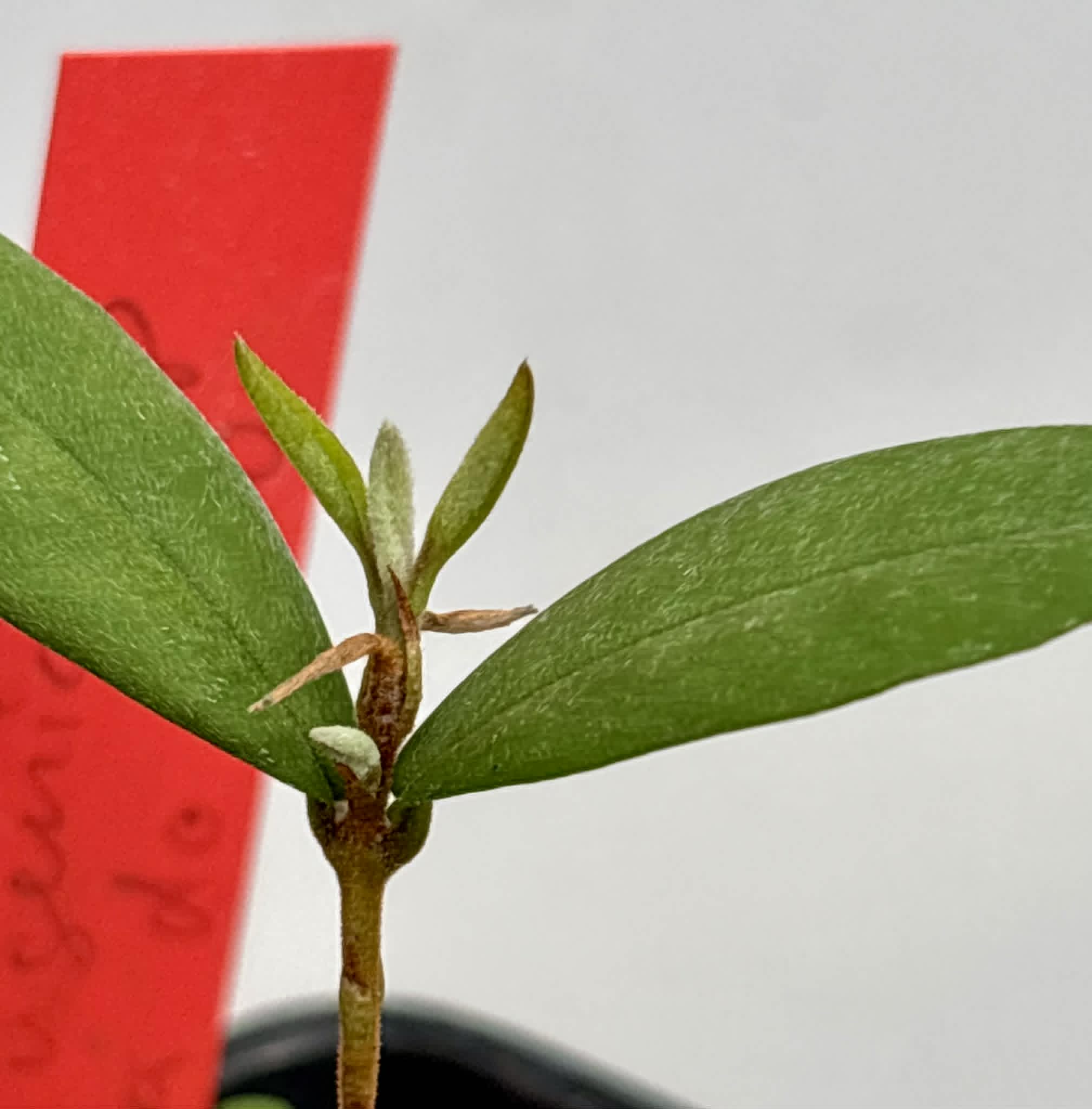 Eugenia sp Roxa do Rio - 1 potted seedling / 1 getopfter Sämling