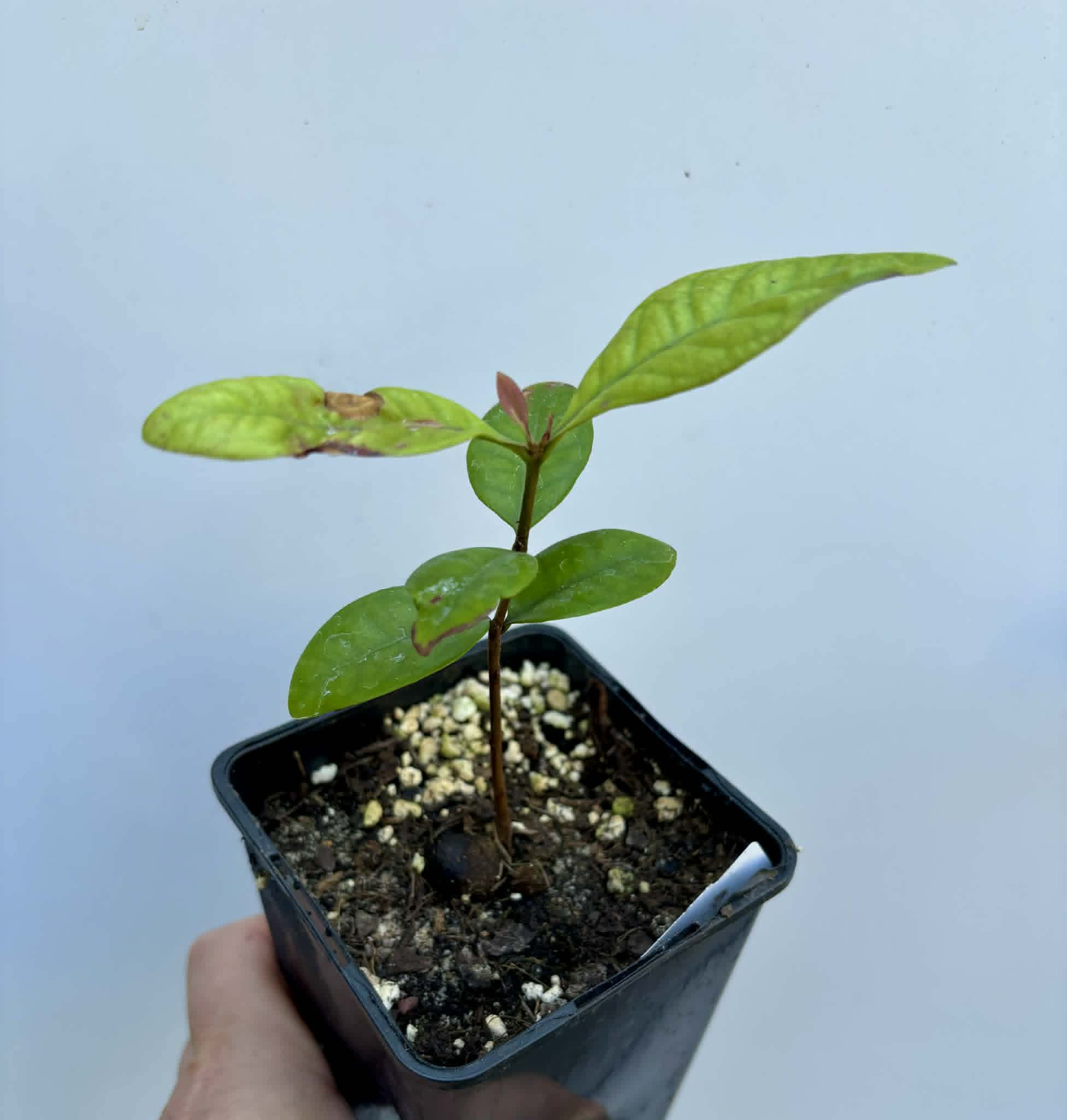 Eugenia rotundifolia var. Camamu - 1 potted seedling / 1 getopfter Sämling