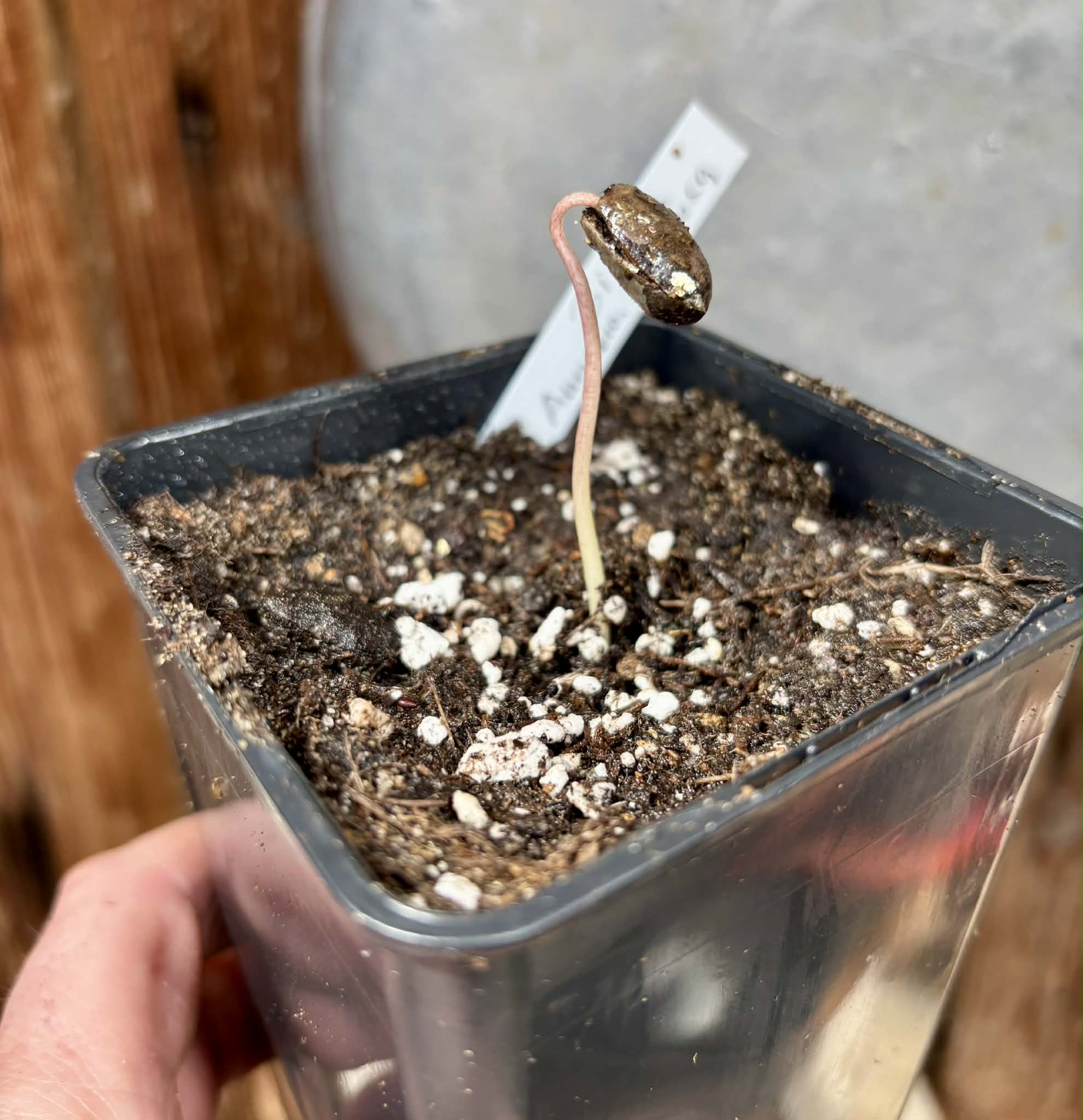 Biriba / Rollinia (Annona mucosa) - 1 potted seedling / 1 getopfter Sämling