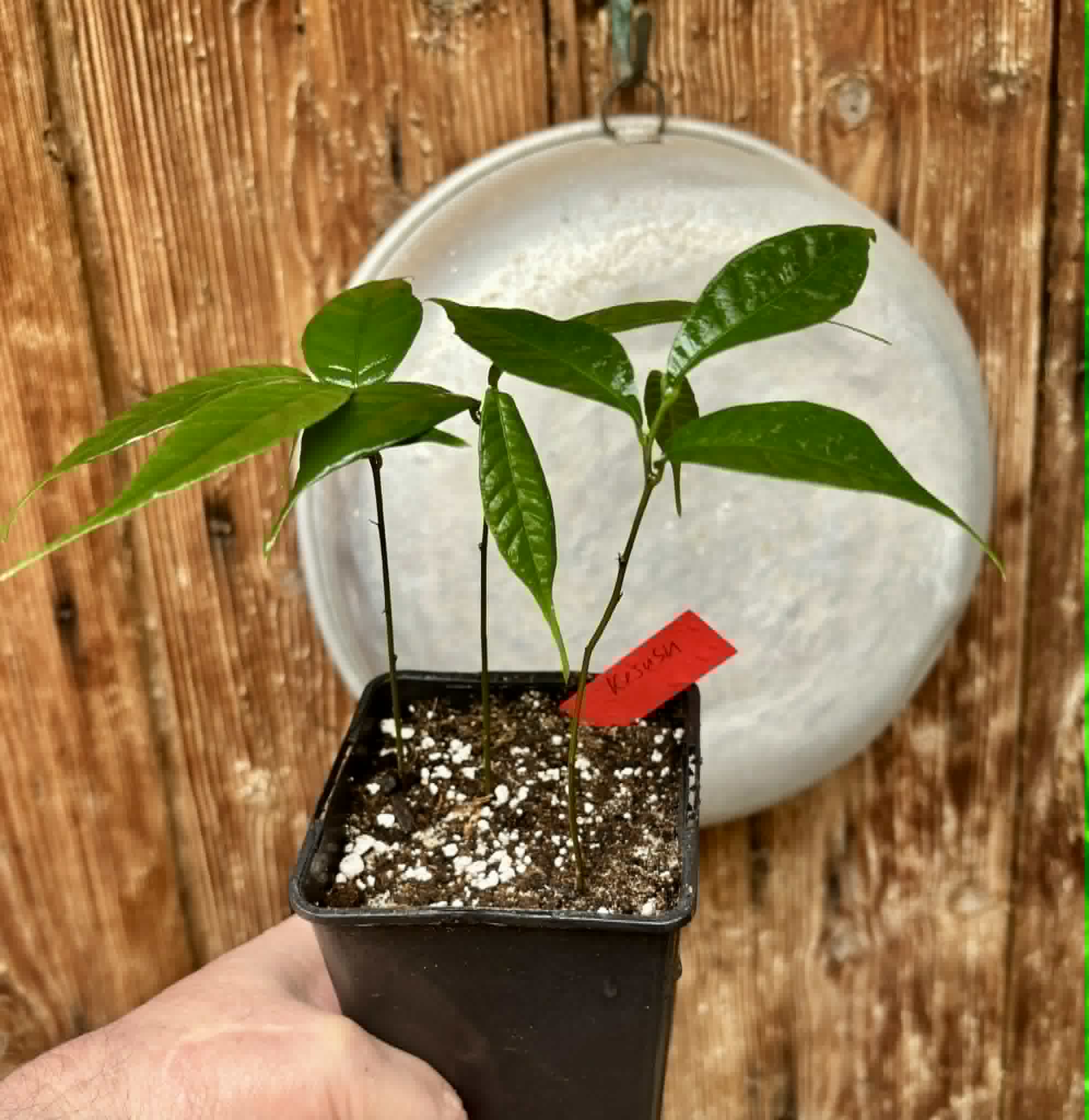 3 in 1 pot - Kesusu (Prainea limpato) - 3 potted seedlings in one pot / 3 getopfte Sämlinge in einem Topf