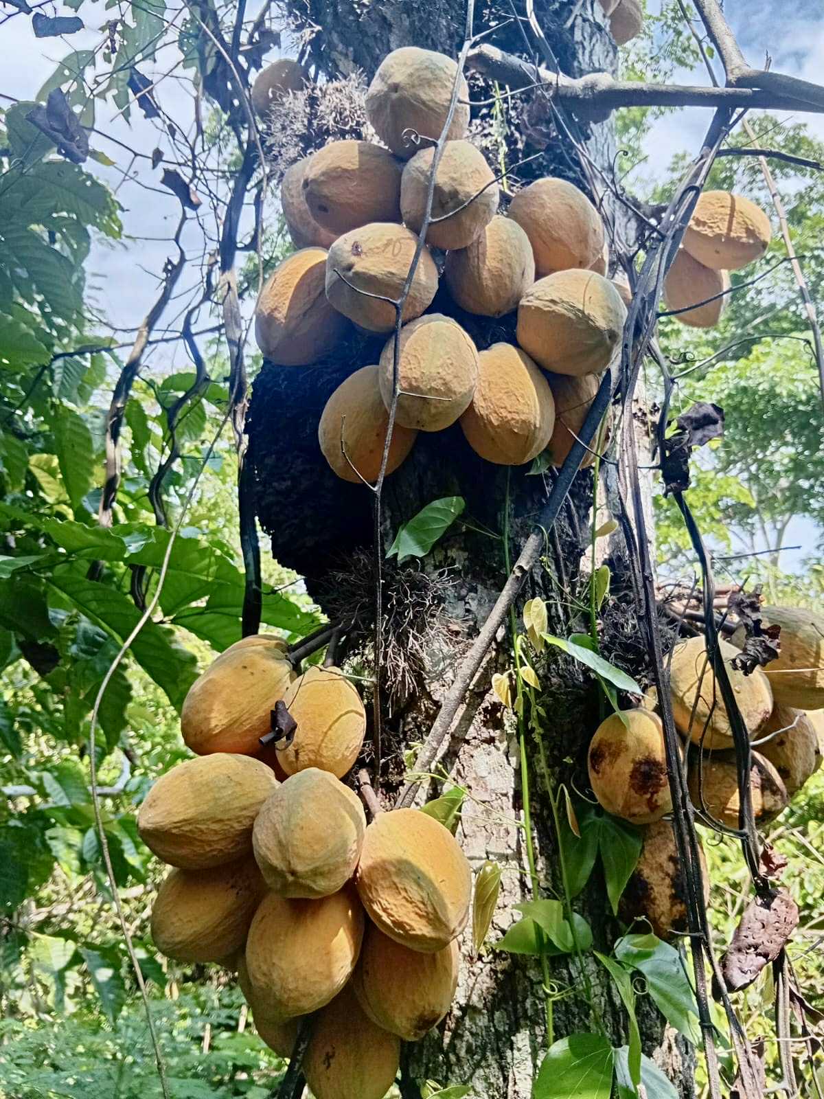 Cacaui (Theobroma speciosum) - 1 fresh seed / 1 frischer Samen