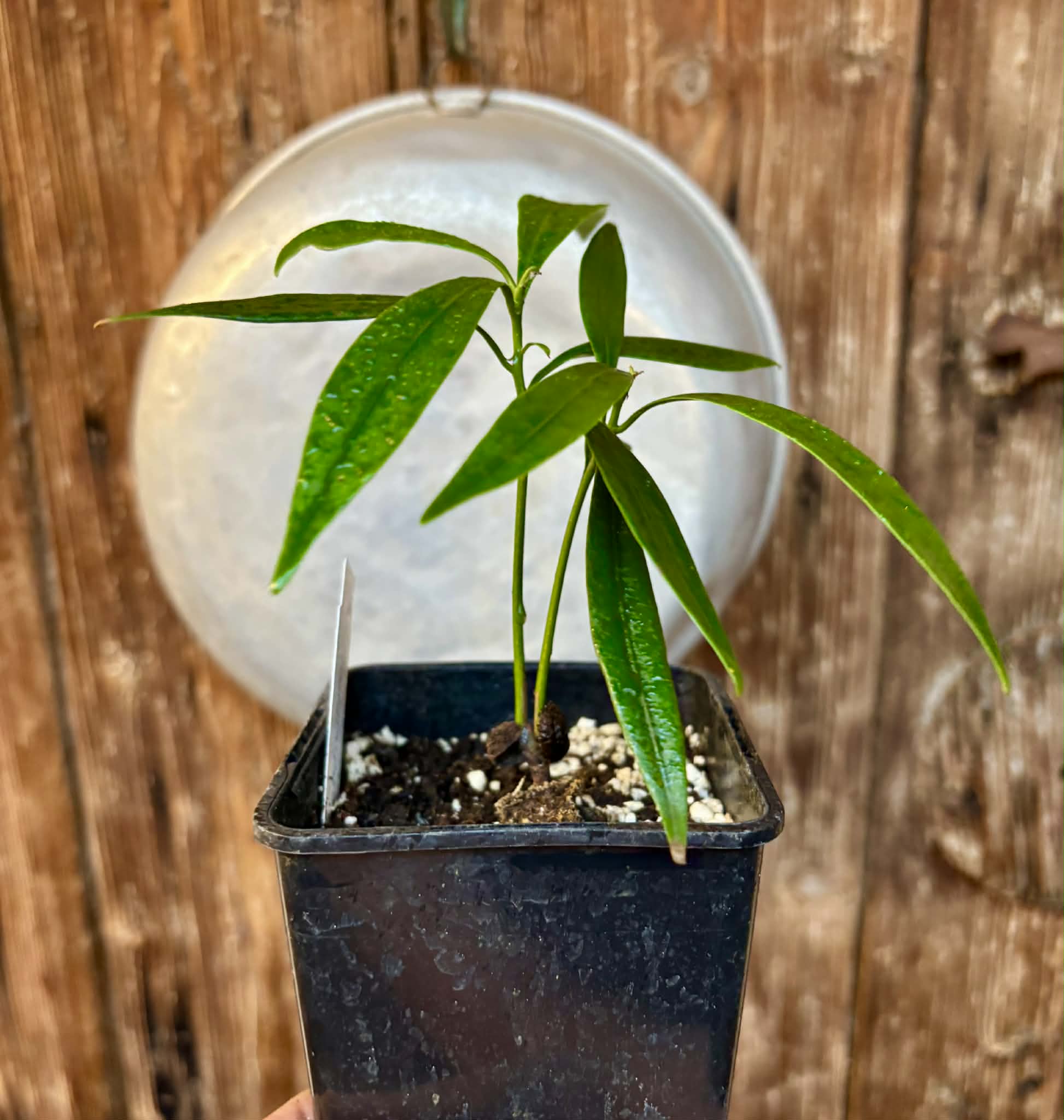 Pouteria macahensis - 1 potted seedling / 1 getopfter Sämling