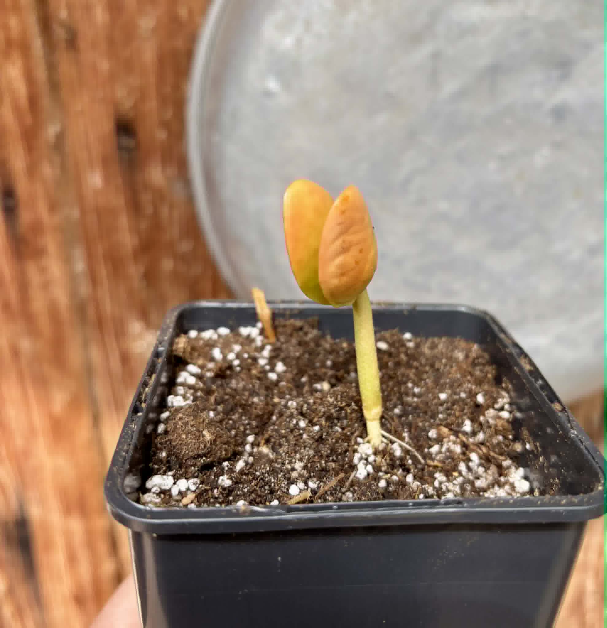 Santol (Sandoricum koetjape)  - 1 potted seedling / 1 getopfter Sämling