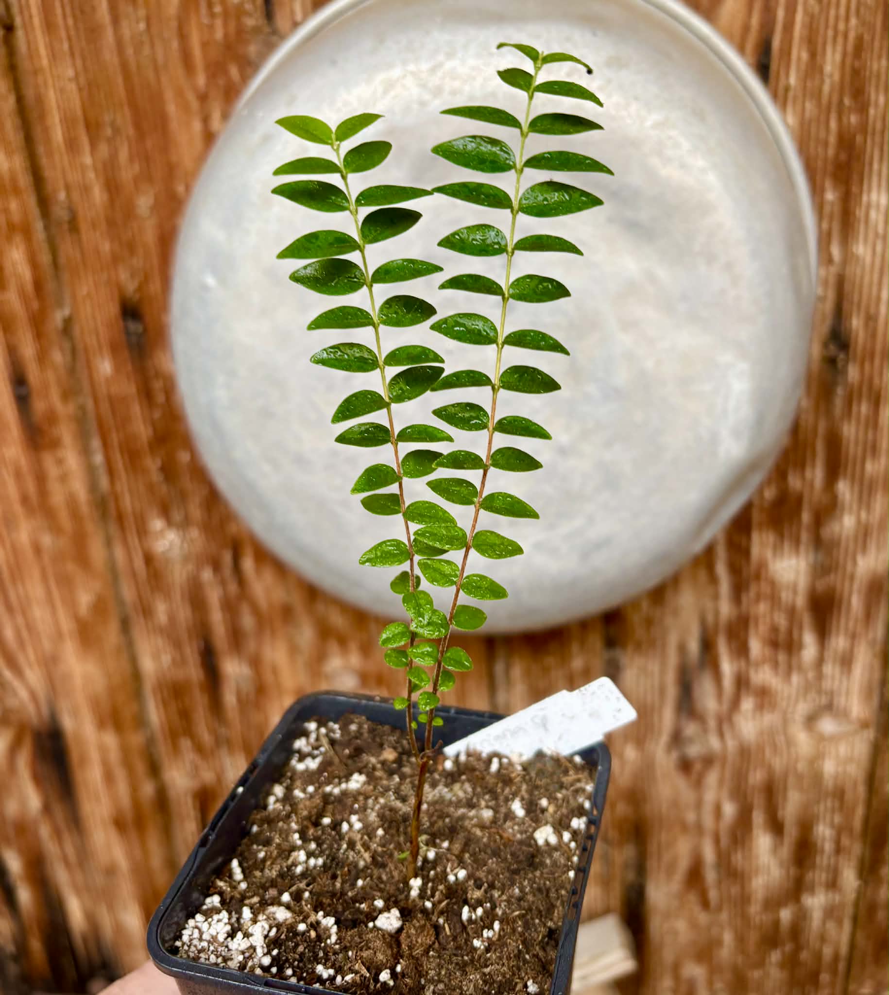 Myrciaria sp Pastora - 1 potted seedling / 1 getopfter Sämling